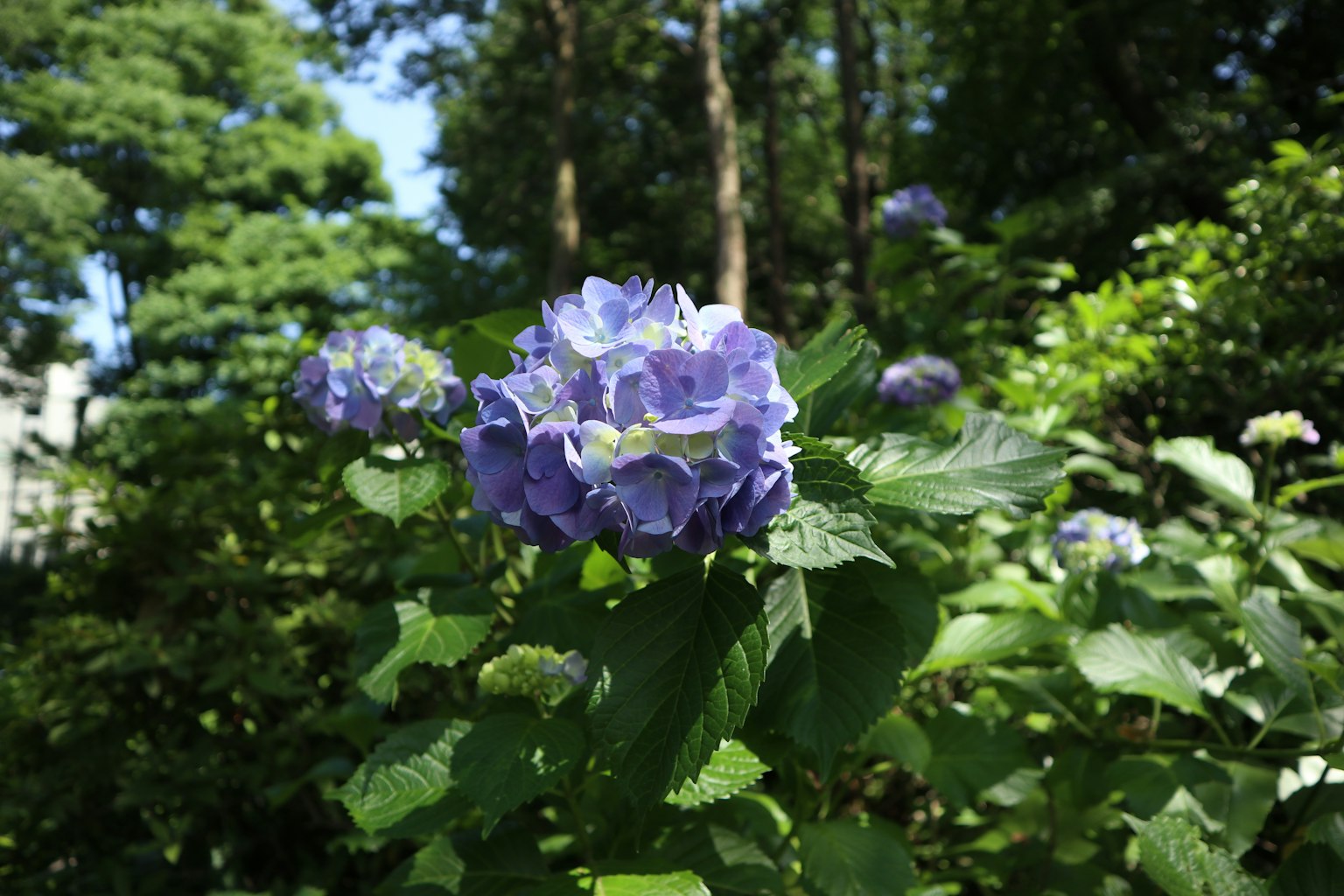 Blooming blue-purple flower in a lush garden setting
