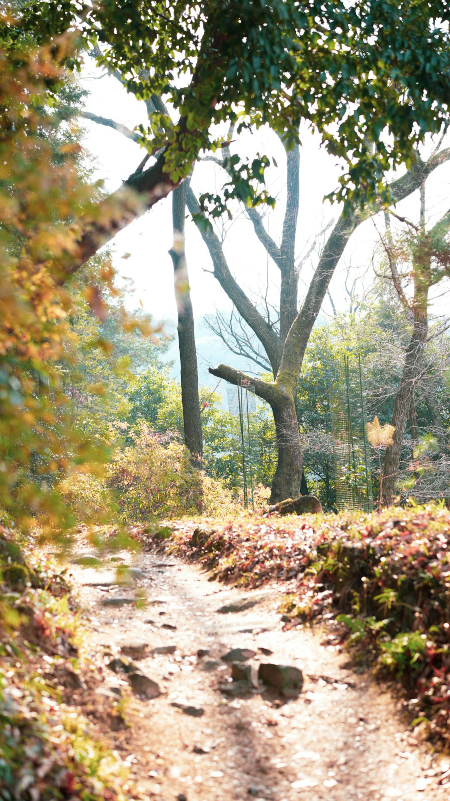 Un sentiero autunnale sereno attraverso una foresta con foglie colorate
