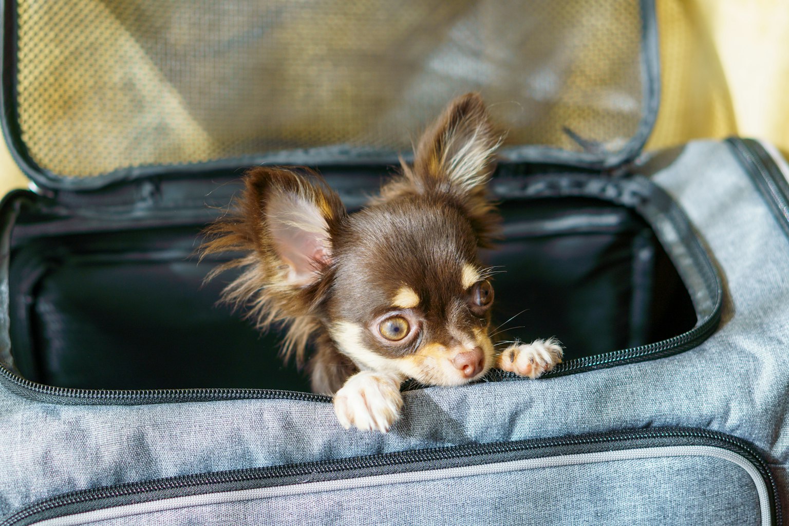 Pequeño Chihuahua asomándose de una bolsa de transporte gris