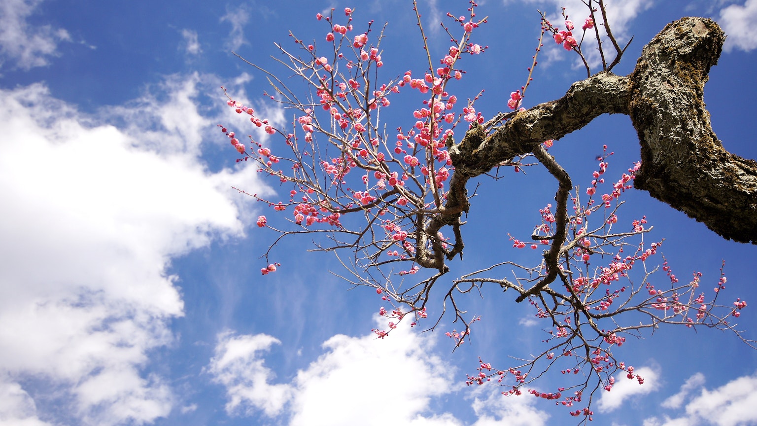 Cabang bunga sakura di latar belakang langit biru