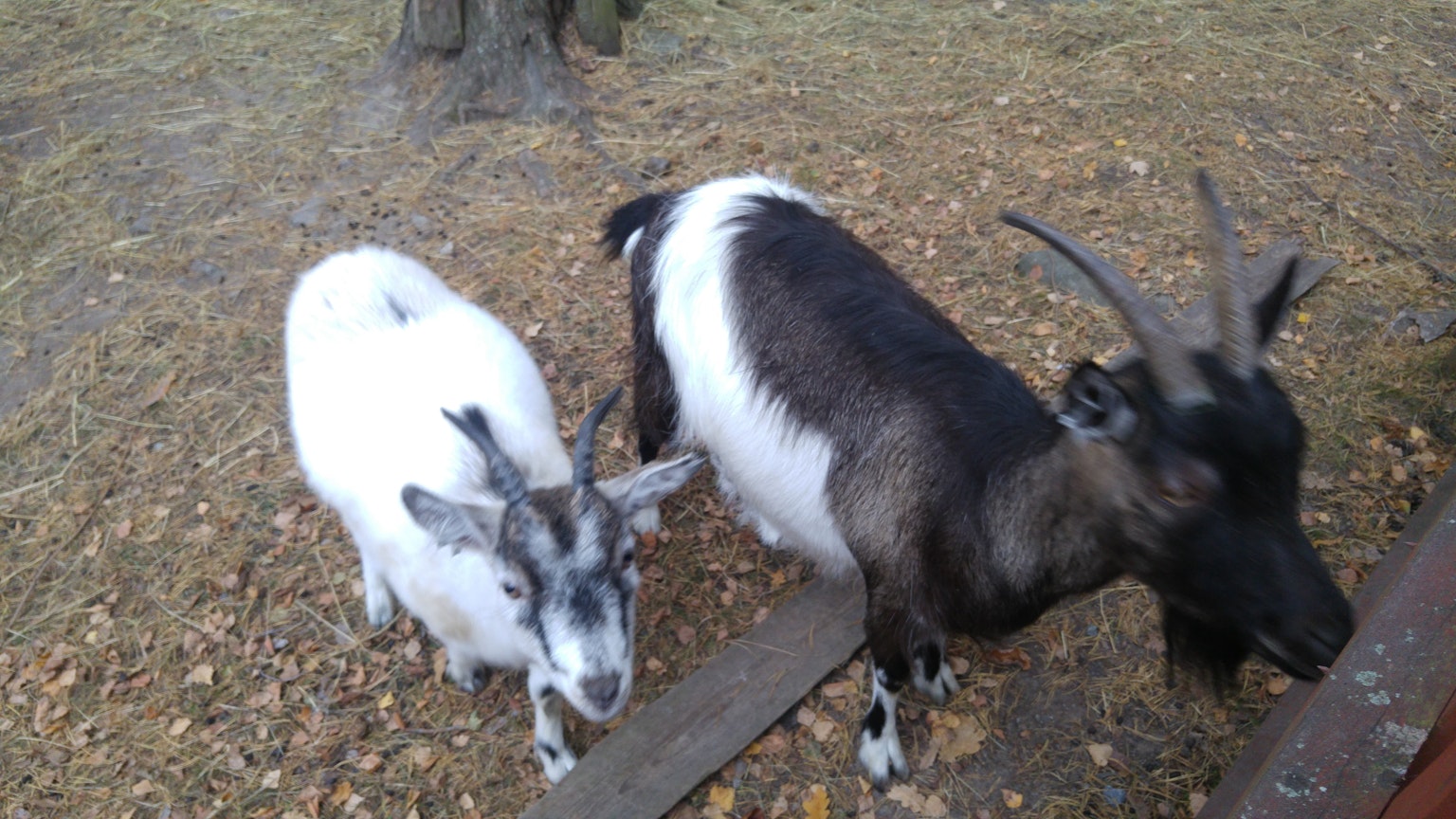 Una cabra blanca y una cabra negra de pie juntas al aire libre