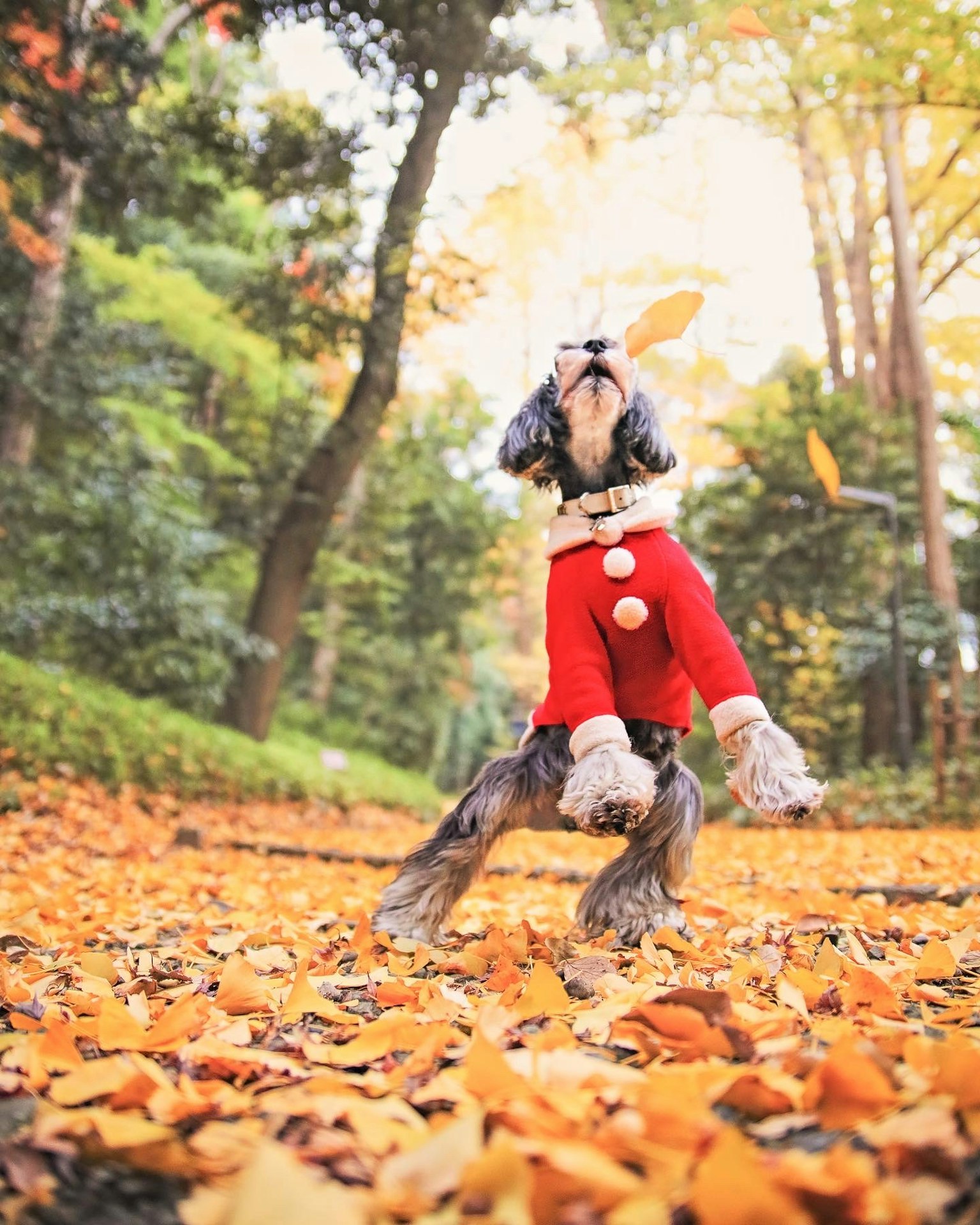 A dog in a red sweater playing in autumn leaves in a park