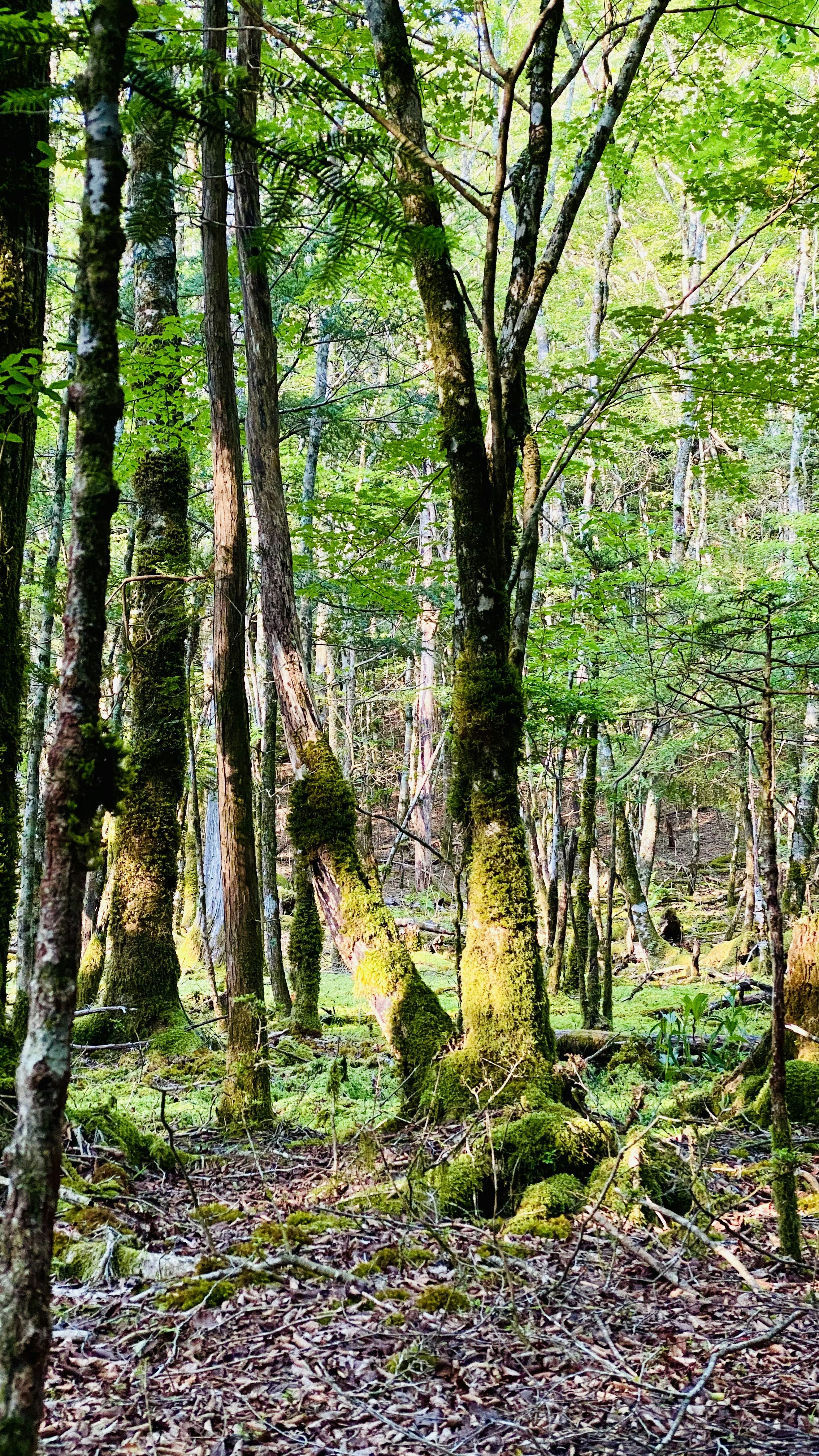 forêt de feuillus avec arbres couverts de mousse et sentier