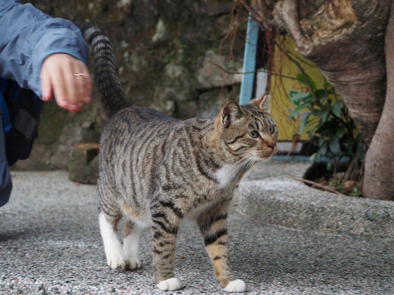 Un gatto che cammina con una mano tesa vicino