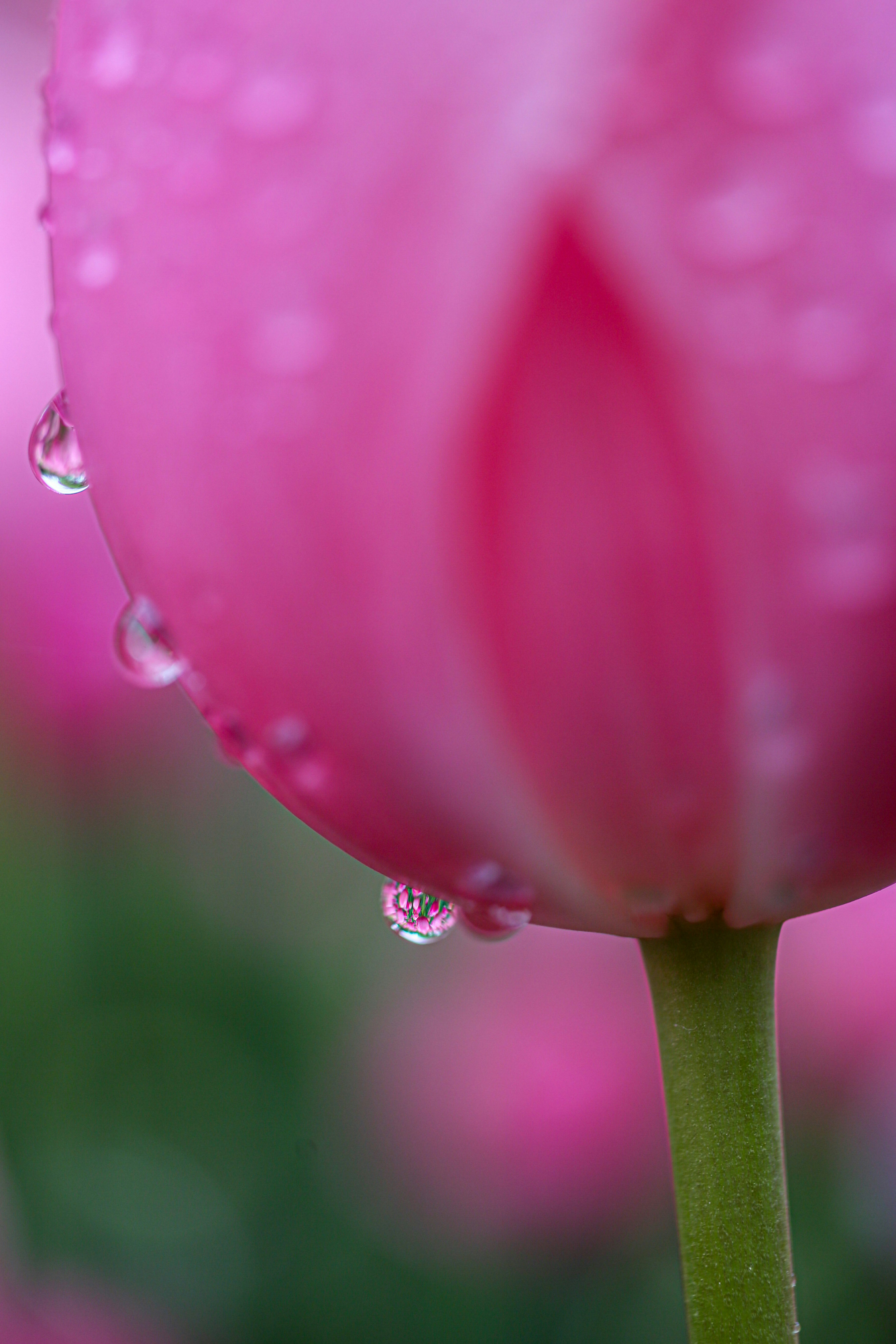 ピンクの花びらに付いたしずくのマクロ画像
