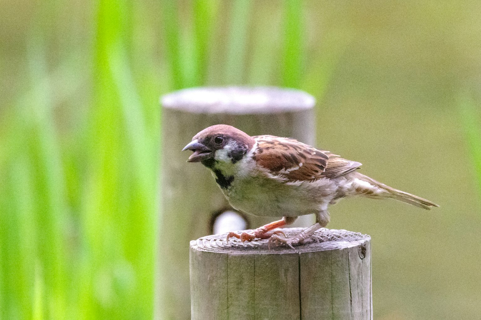 Passero in piedi su un palo di legno con sfondo verde
