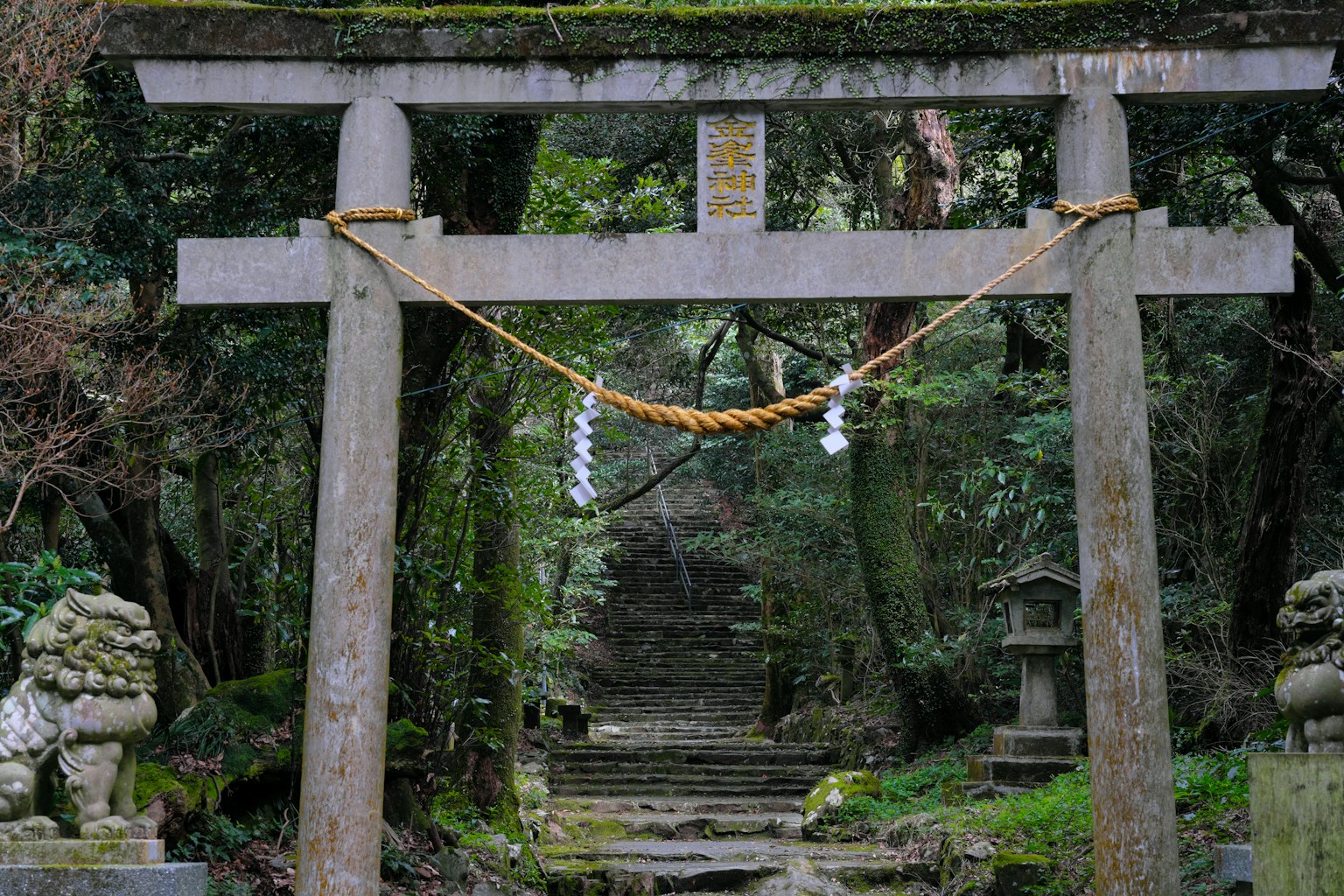 Jalan hutan yang tenang dengan gerbang torii yang ditutupi lumut