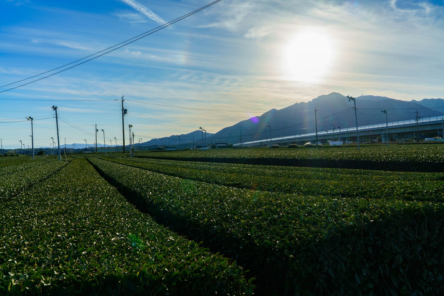 Üppige Teefelder mit Bergen im Hintergrund unter einem hellen Himmel und Sonnenlicht