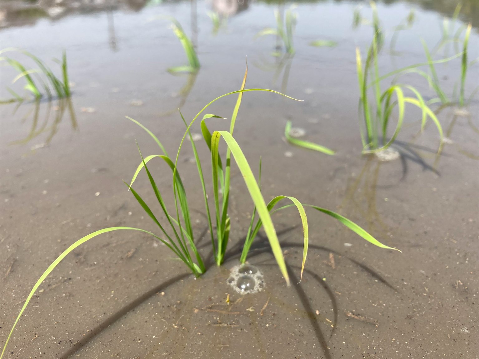 Brins d'herbe verte poussant dans un champ d'eau peu profonde