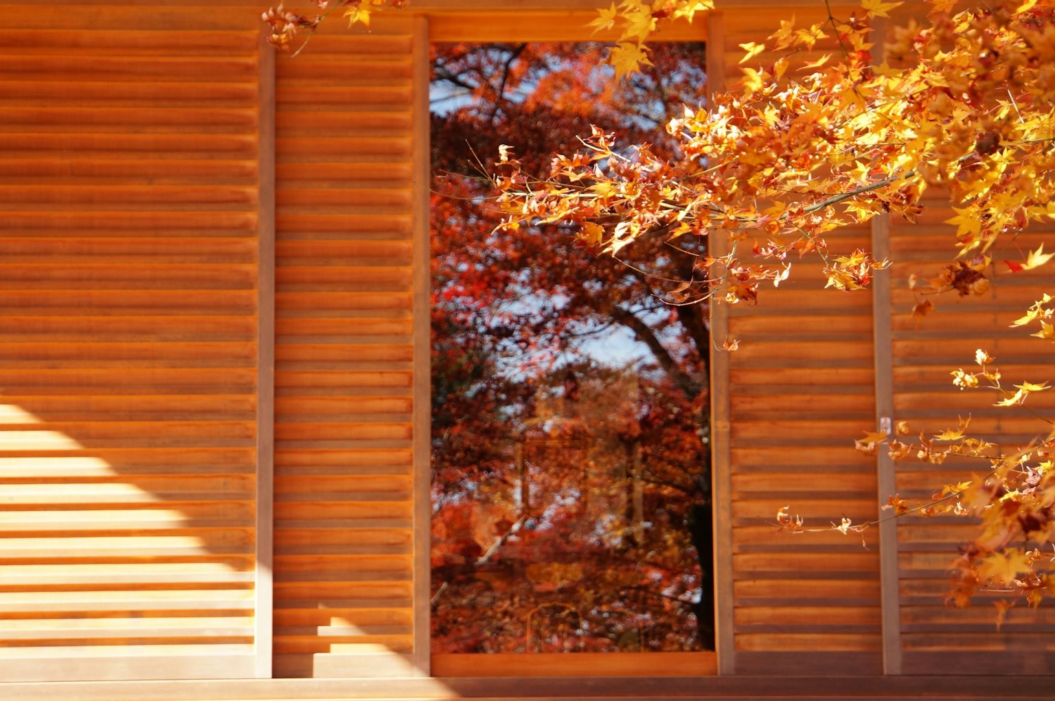 Wooden wall with a door reflecting autumn leaves
