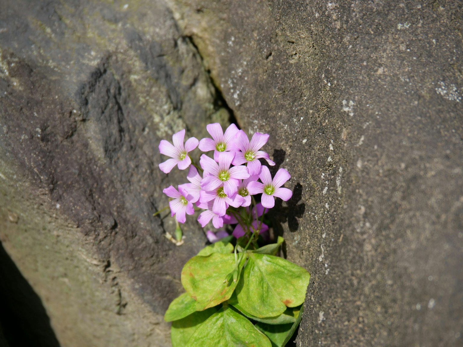 Petites fleurs roses poussant entre des rochers avec des feuilles vertes