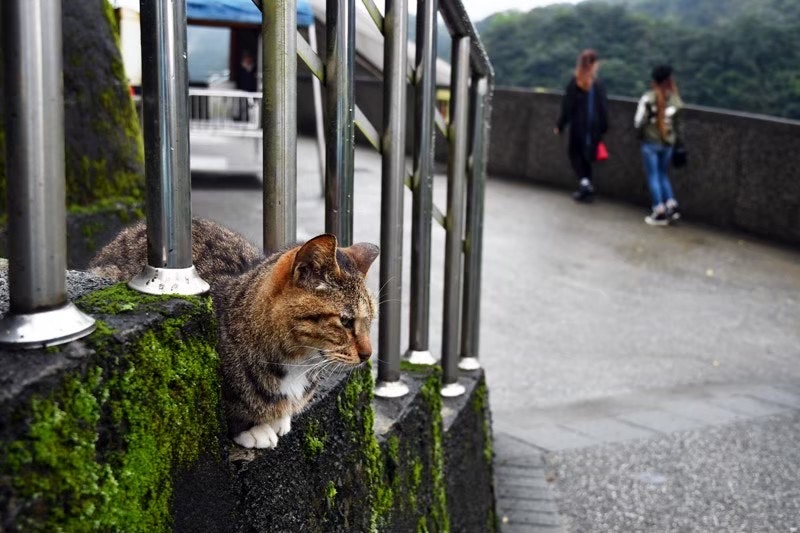 台湾の猫村の石垣に座る猫