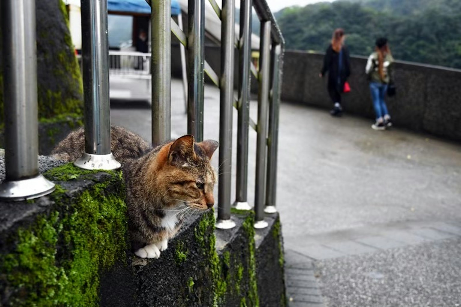 Seekor kucing beristirahat di pagar dengan orang-orang berjalan di latar belakang