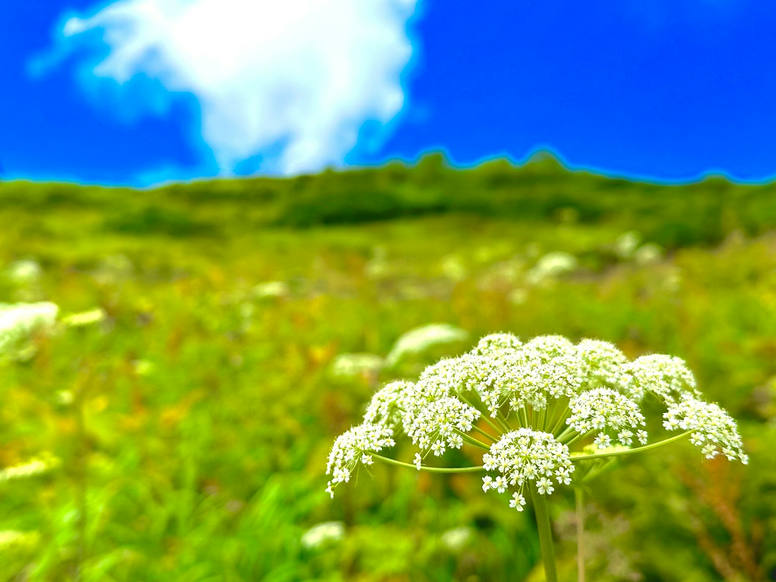蓝天下白花的特写与绿色草地