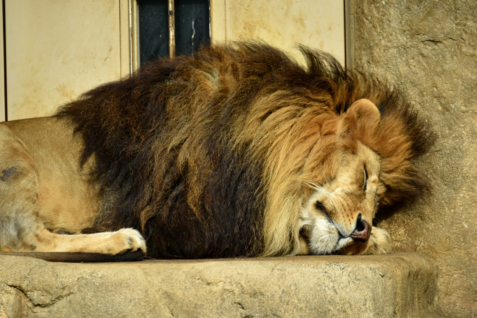 Un leone addormentato con una criniera maestosa che riposa su una pietra