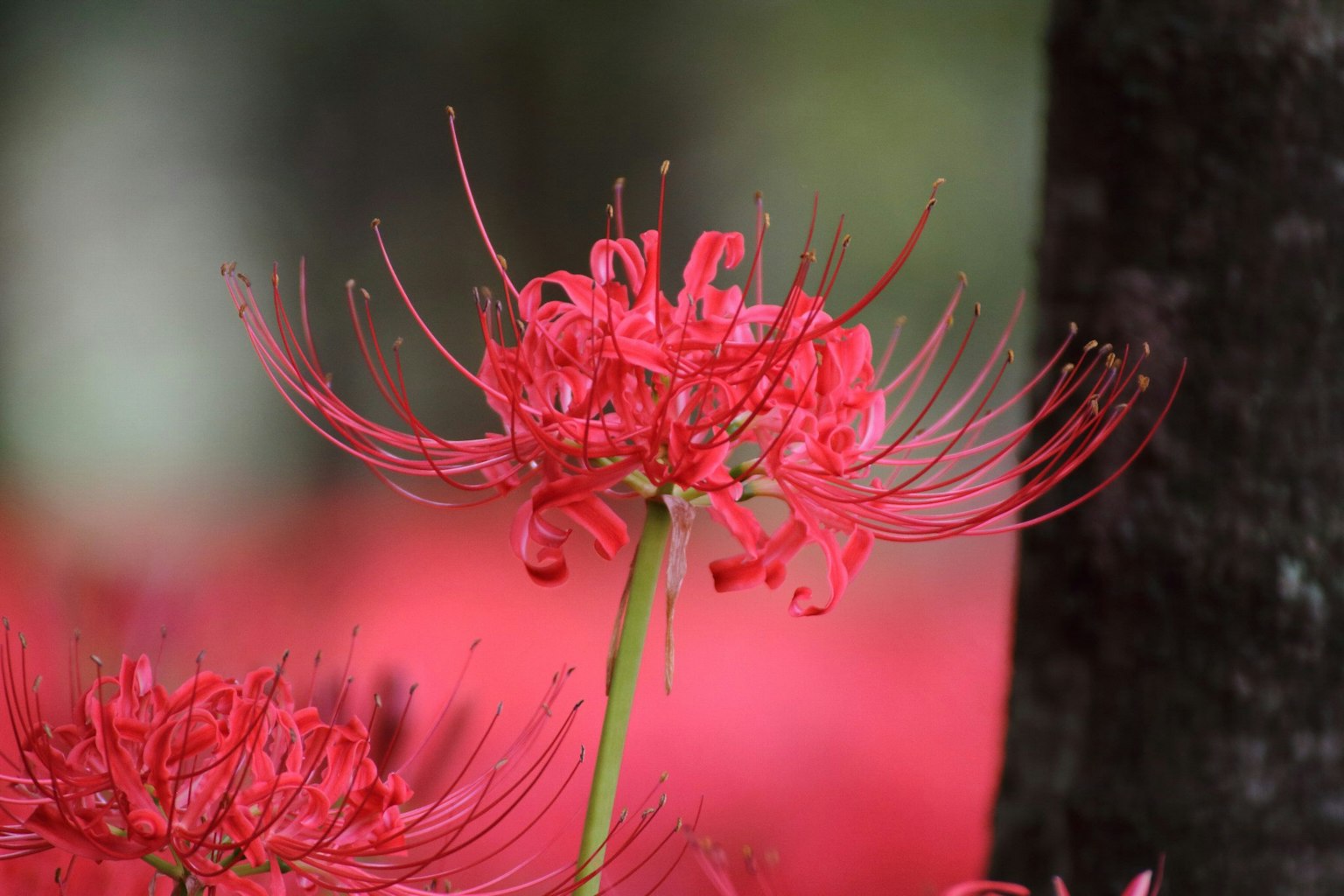 Lebenskräftige rote Spinnenblume in Blüte