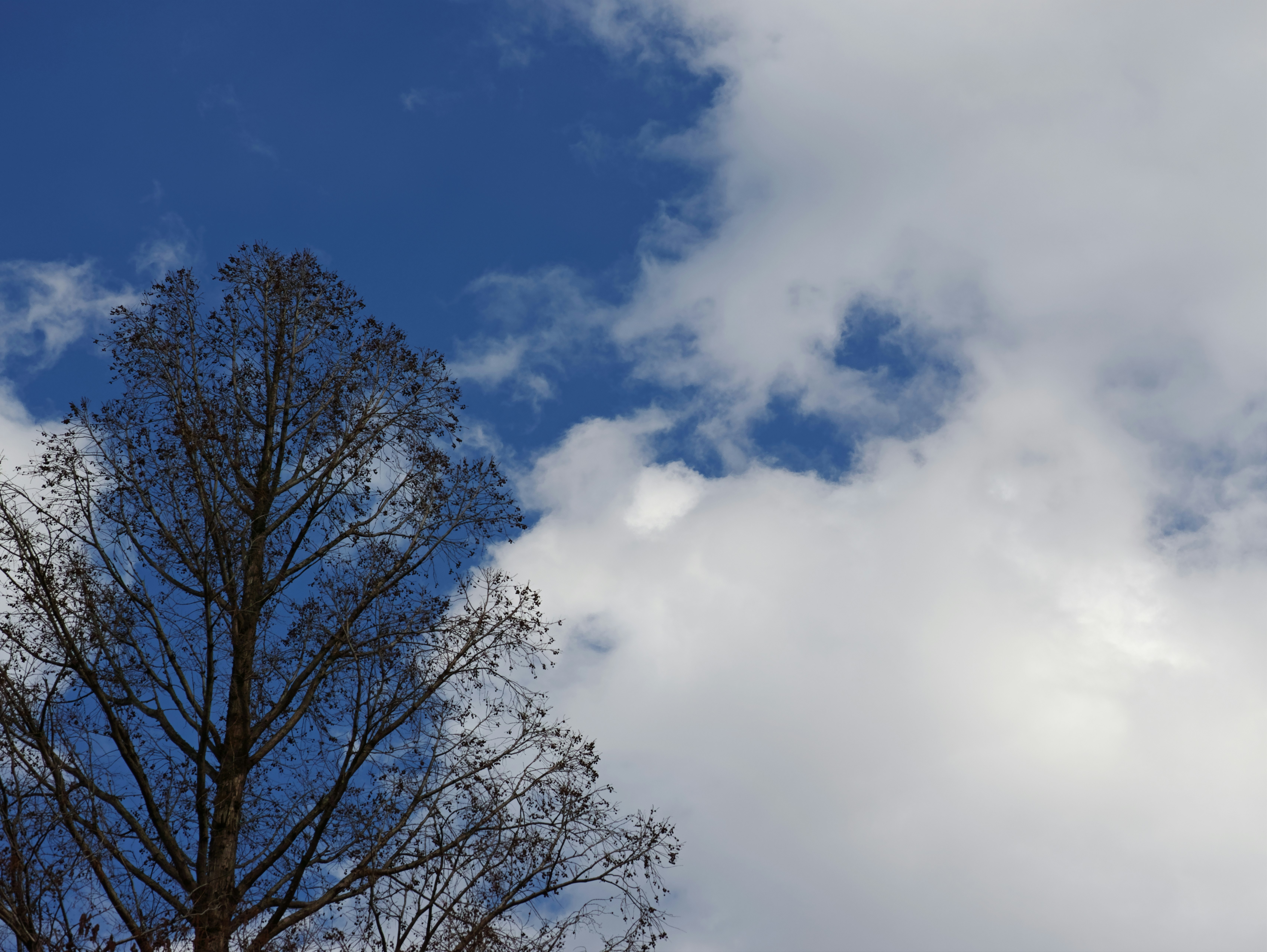 青空と雲の下に伸びる木々