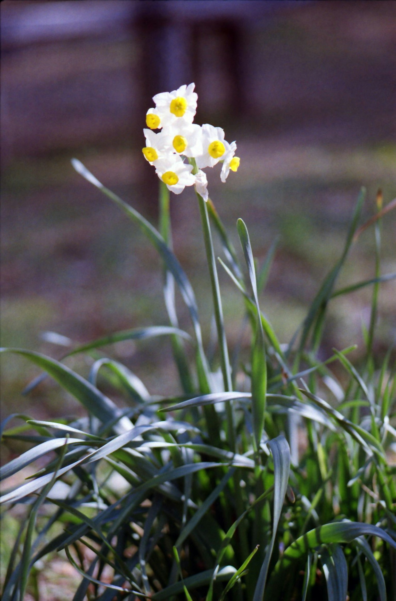Daffodil flowers with yellow petals blooming among green leaves