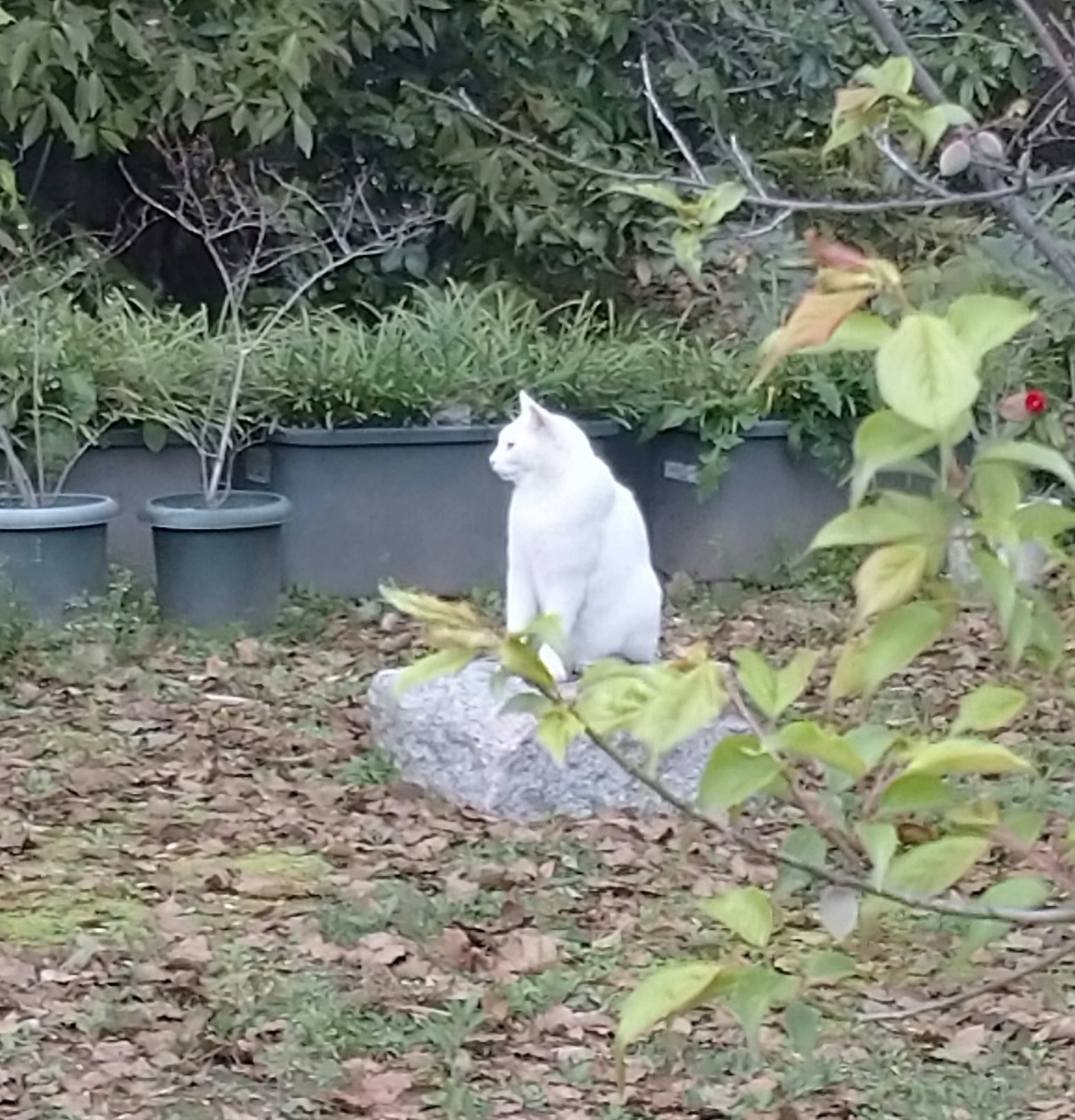 花園土上坐著的白貓