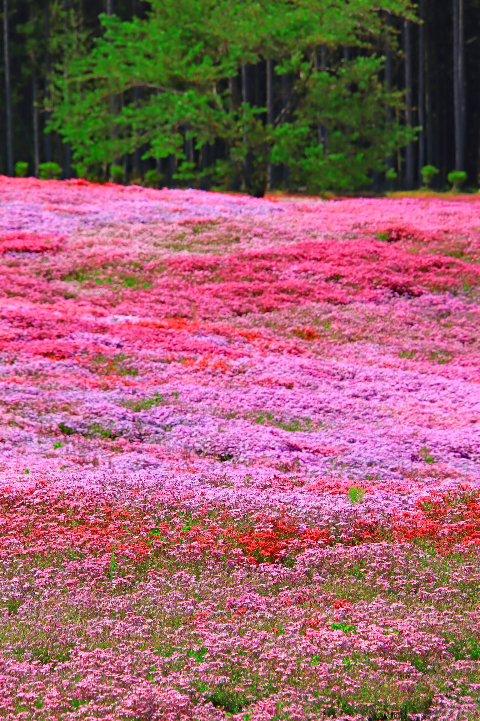盛開的粉紅色和紫色花朵的生動田野