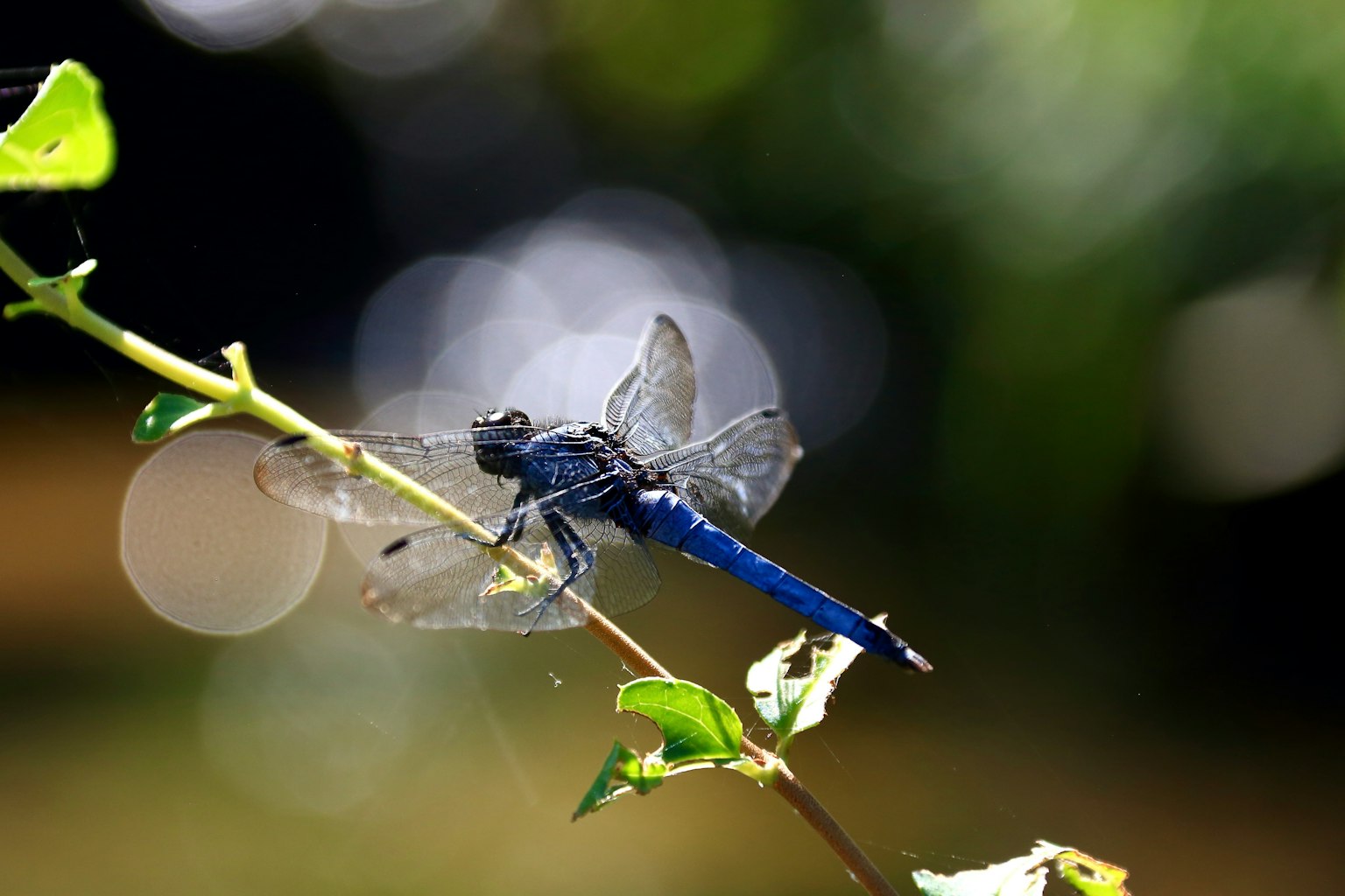 Una libellula blu appollaiata su una foglia