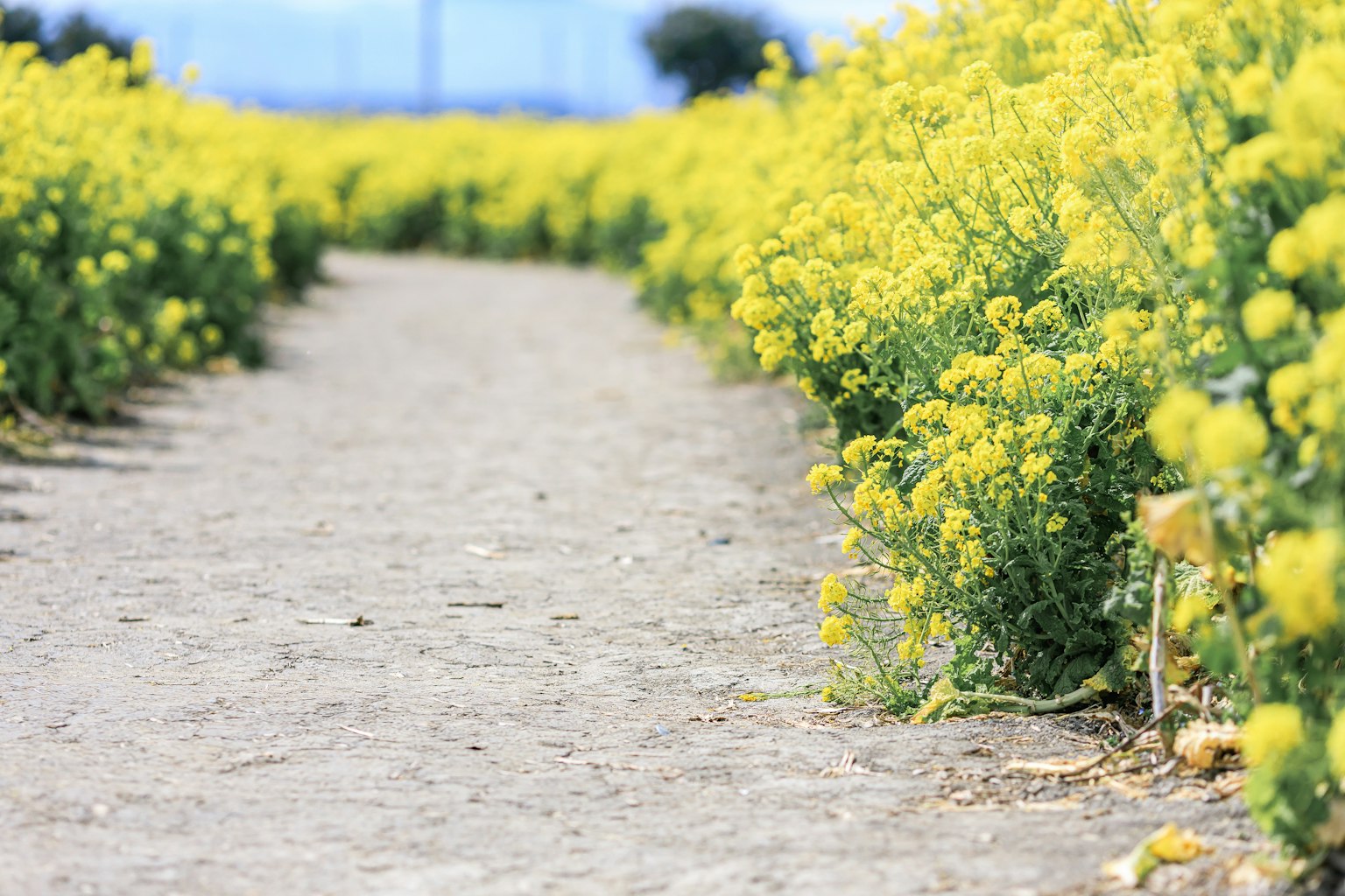 Weg umgeben von leuchtend gelben Blumen