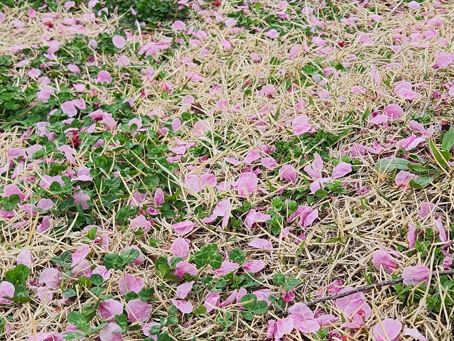 Cánh đồng phủ đầy hoa hồng và lá xanh