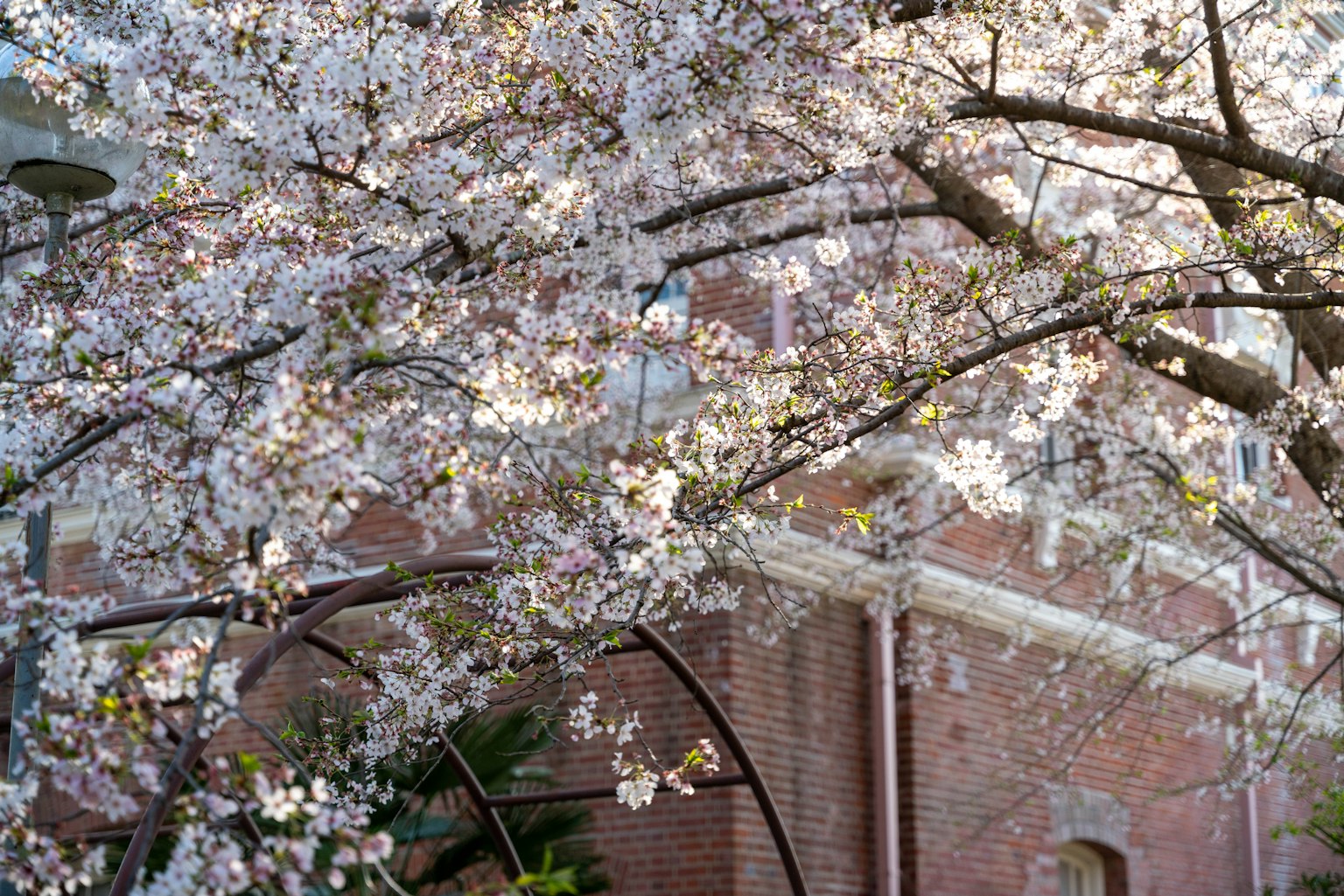 Ramas de cerezo en flor con flores rosas y un edificio de ladrillo
