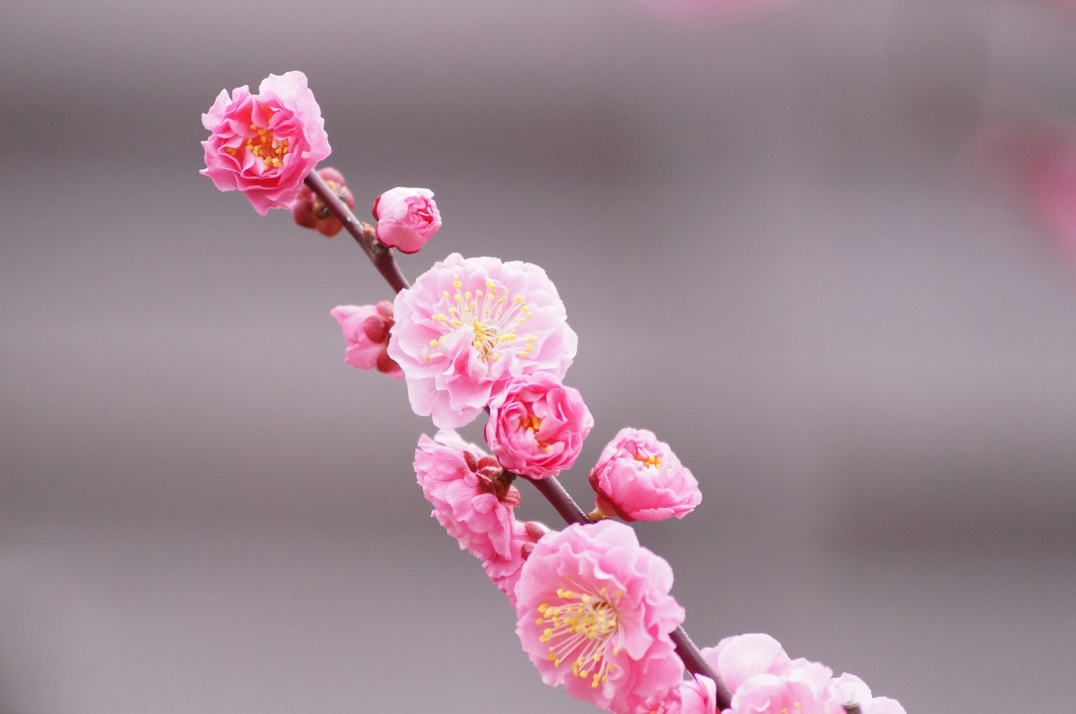 特寫一根開著淡粉色花朵的枝條