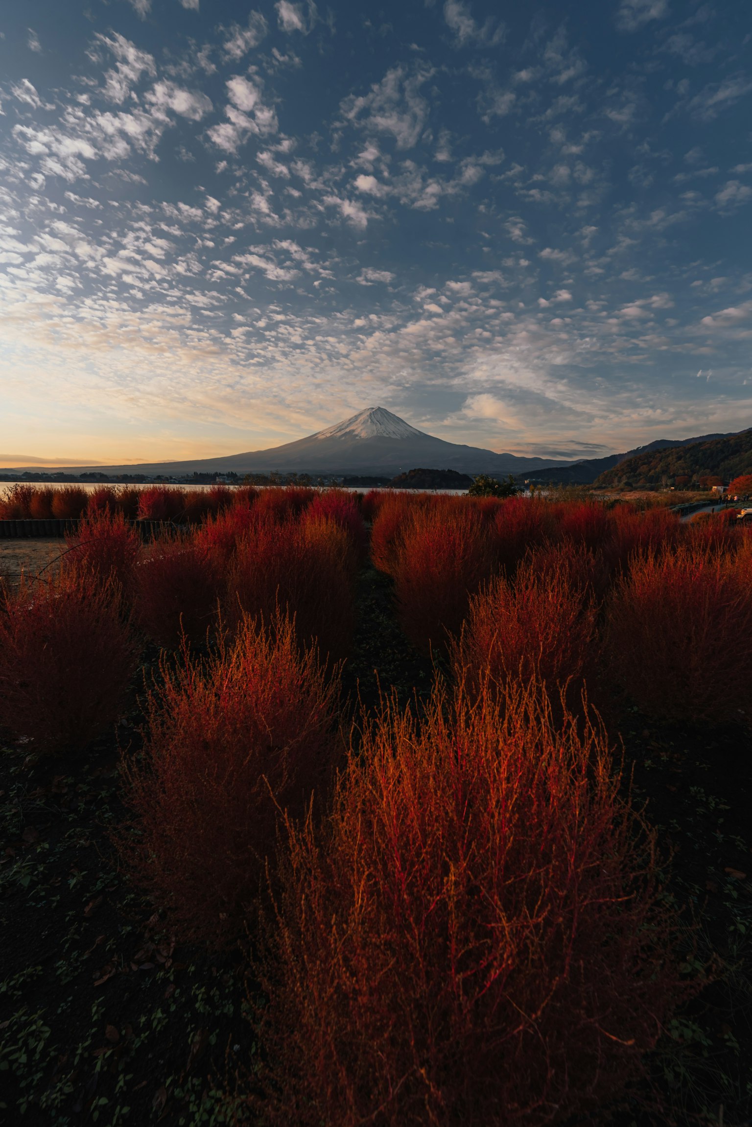 Malersiche Aussicht auf den Fuji mit roten Grasfeldern und blauem Himmel
