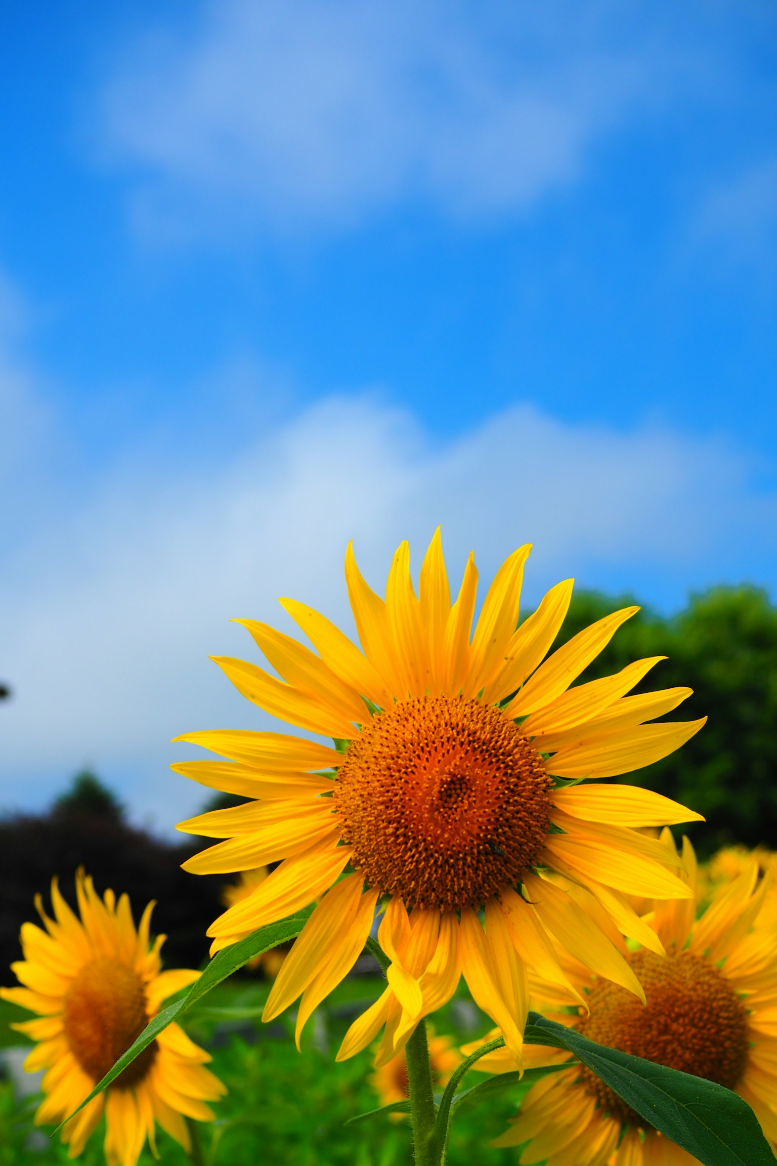 Fioriture di girasoli luminosi sotto un cielo blu