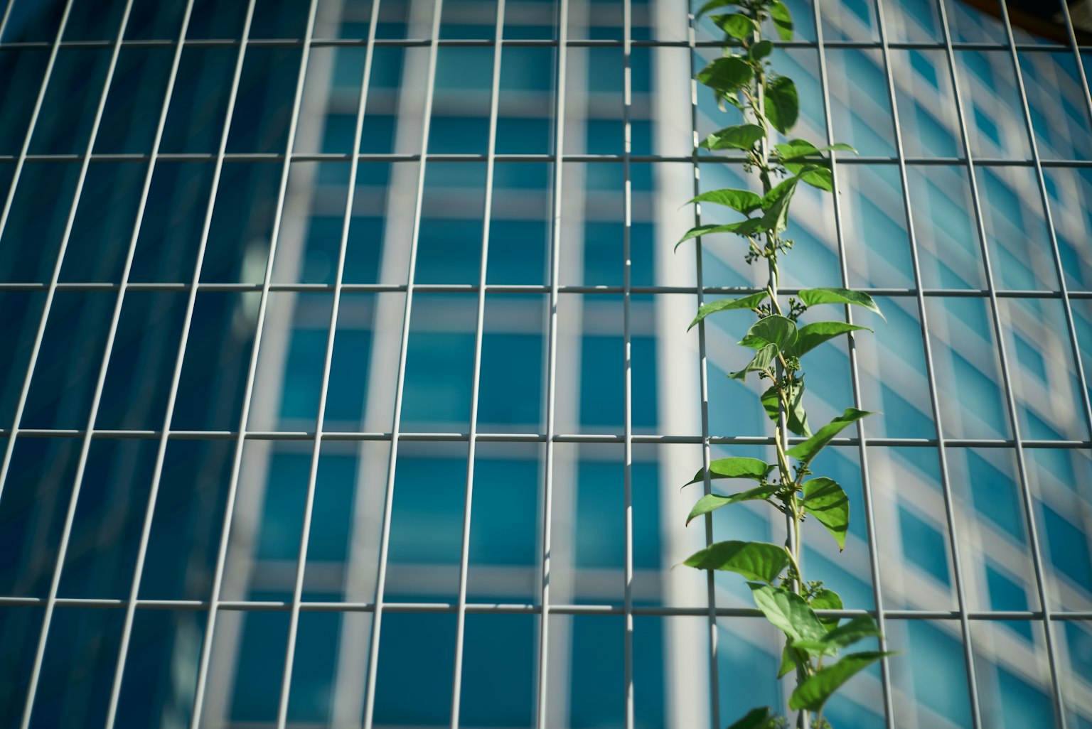 Vite verde che cresce lungo il muro di un edificio in vetro blu