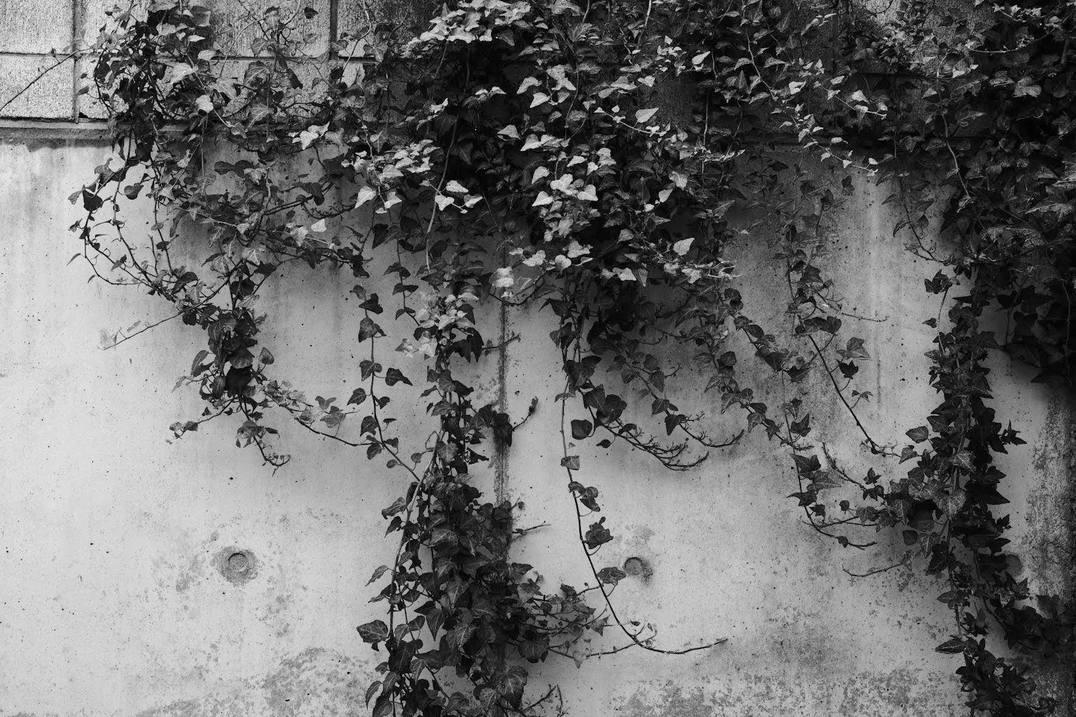 Immagine in bianco e nero di foglie di edera che salgono su un muro