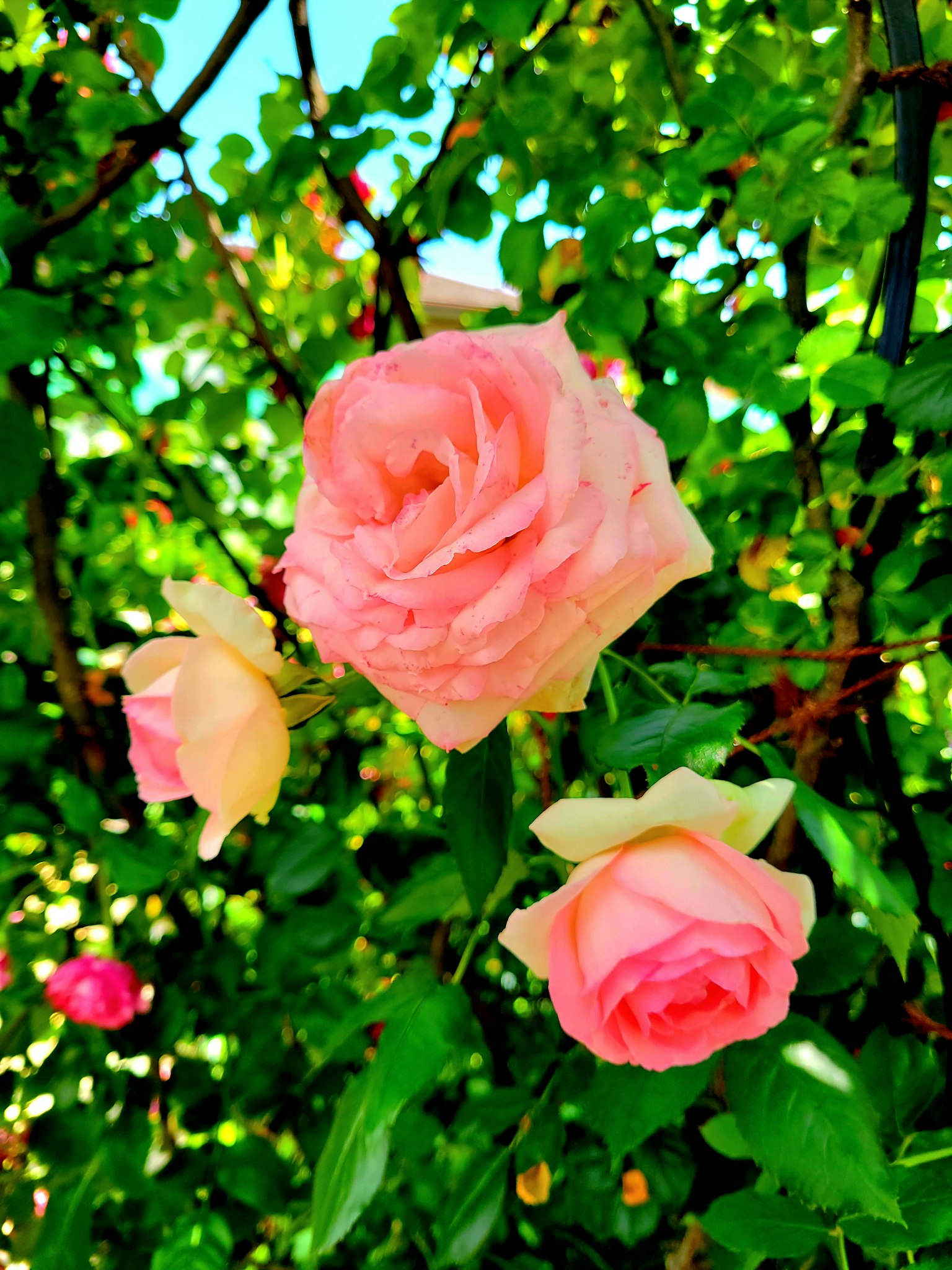 กุหลาบสีชมพูเบ่งบานอยู่ท่ามกลางใบไม้สีเขียวที่เขียวชอุ่ม