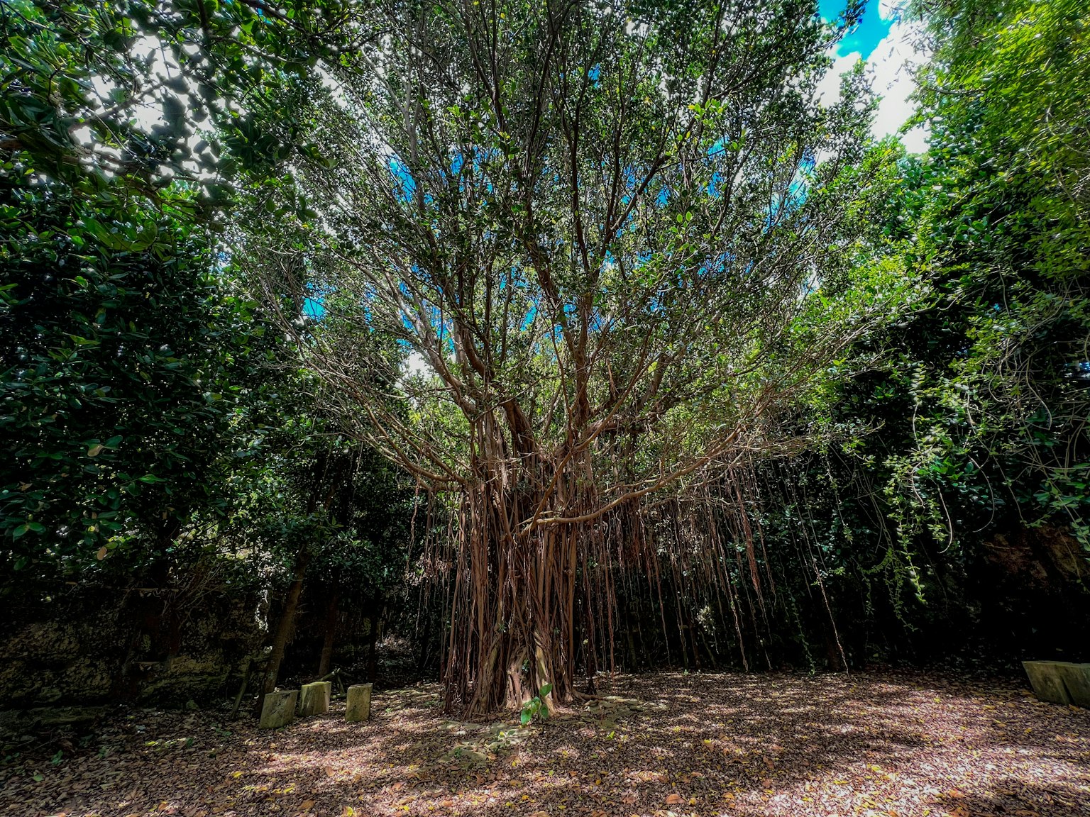 กลุ่มต้นไม้ใหญ่ในสภาพแวดล้อมสีเขียวสดใสกับท้องฟ้าสีฟ้า