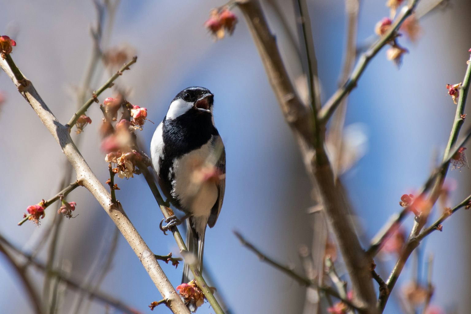 Un uccello bianco e nero appollaiato su un ramo con fiori sullo sfondo
