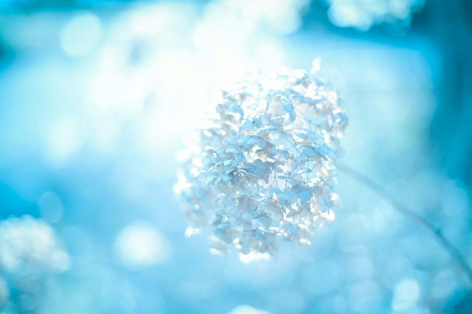 Primo piano di fiori bianchi su uno sfondo blu chiaro con effetti di luce morbida