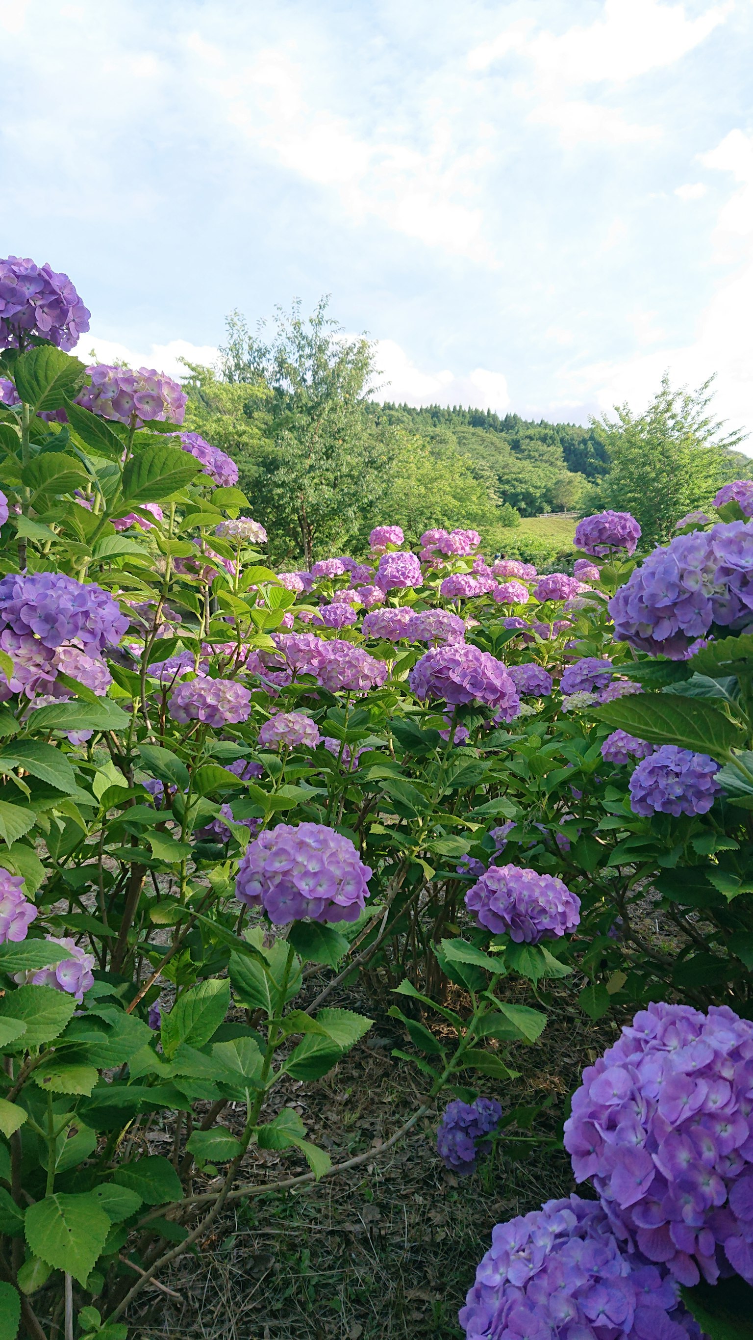 Un chemin à travers des hortensias violets en fleurs