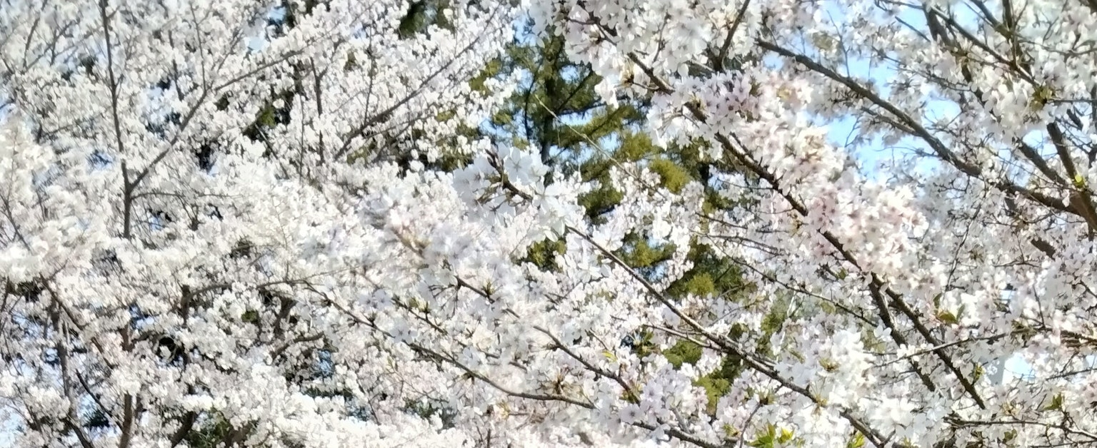 Ramas cubiertas de flores de cerezo blancas contra un cielo azul