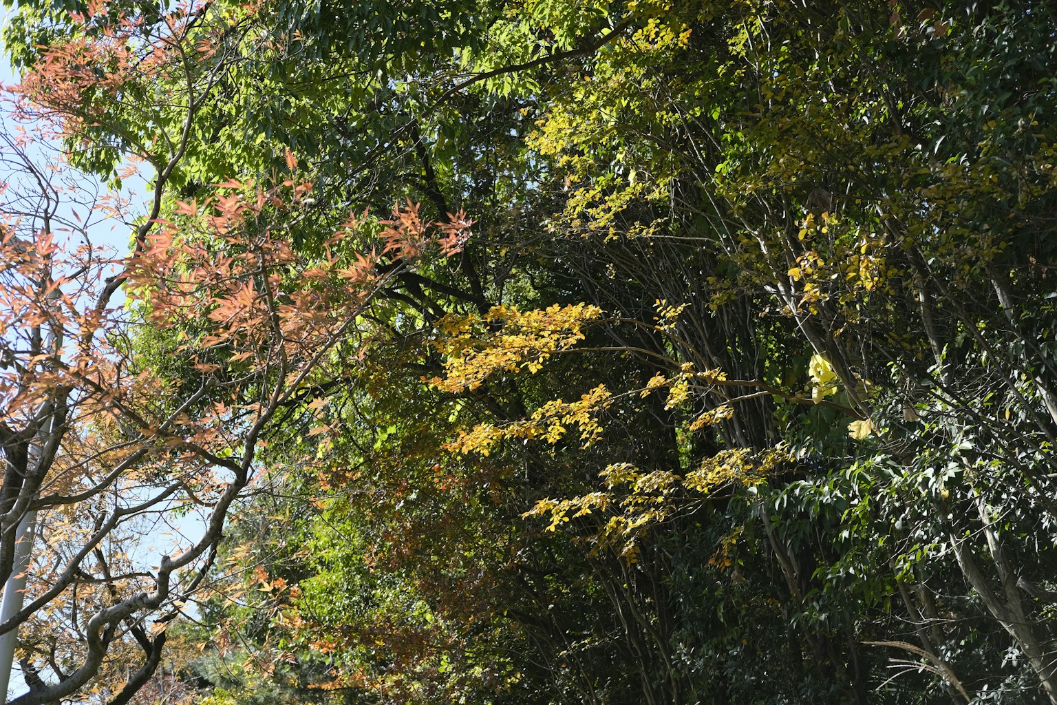Scena di una foresta lussureggiante con foglie autunnali dai colori vivaci