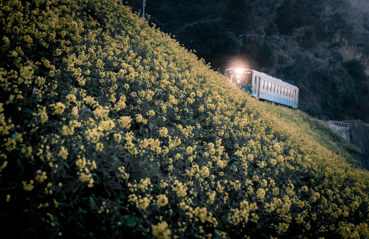 Train passant à travers une colline couverte de fleurs jaunes