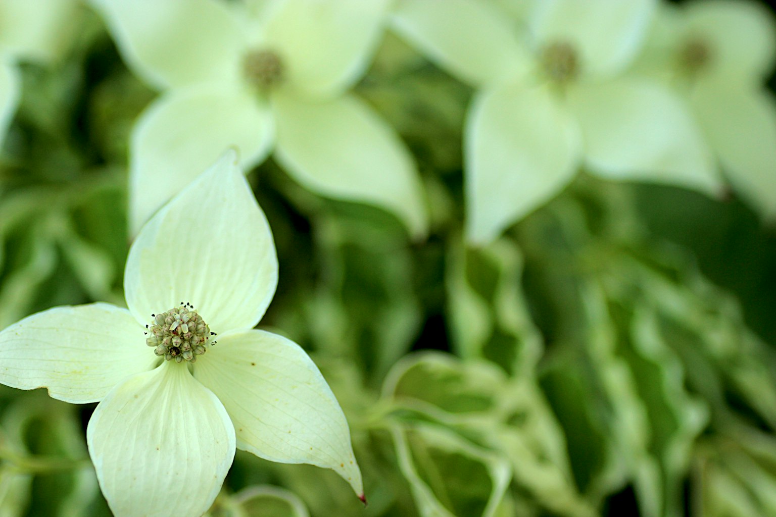 Primer plano de una planta con flores verde pálido