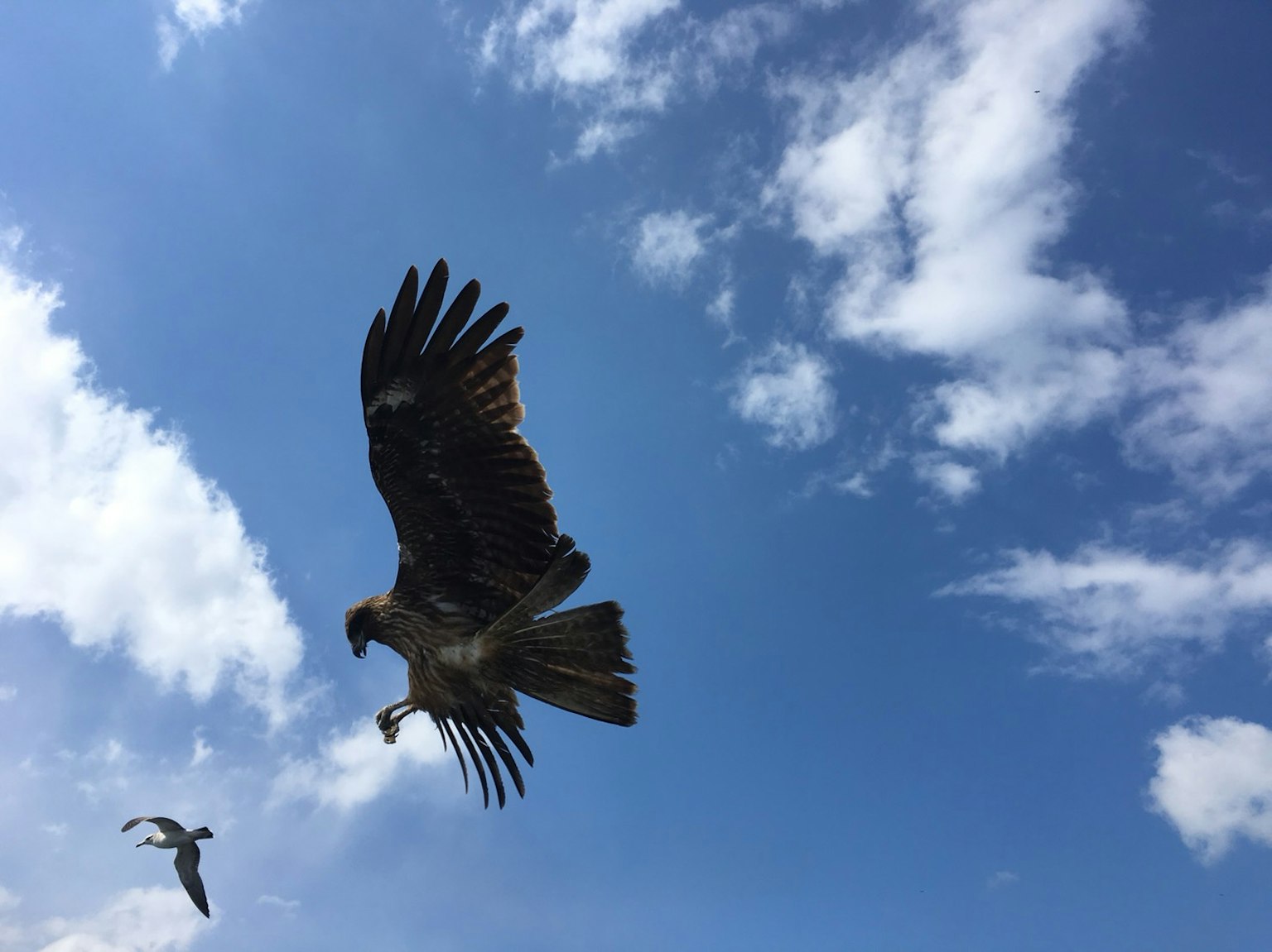 Habicht, der am Himmel schwebt, mit einem anderen Vogel im Hintergrund