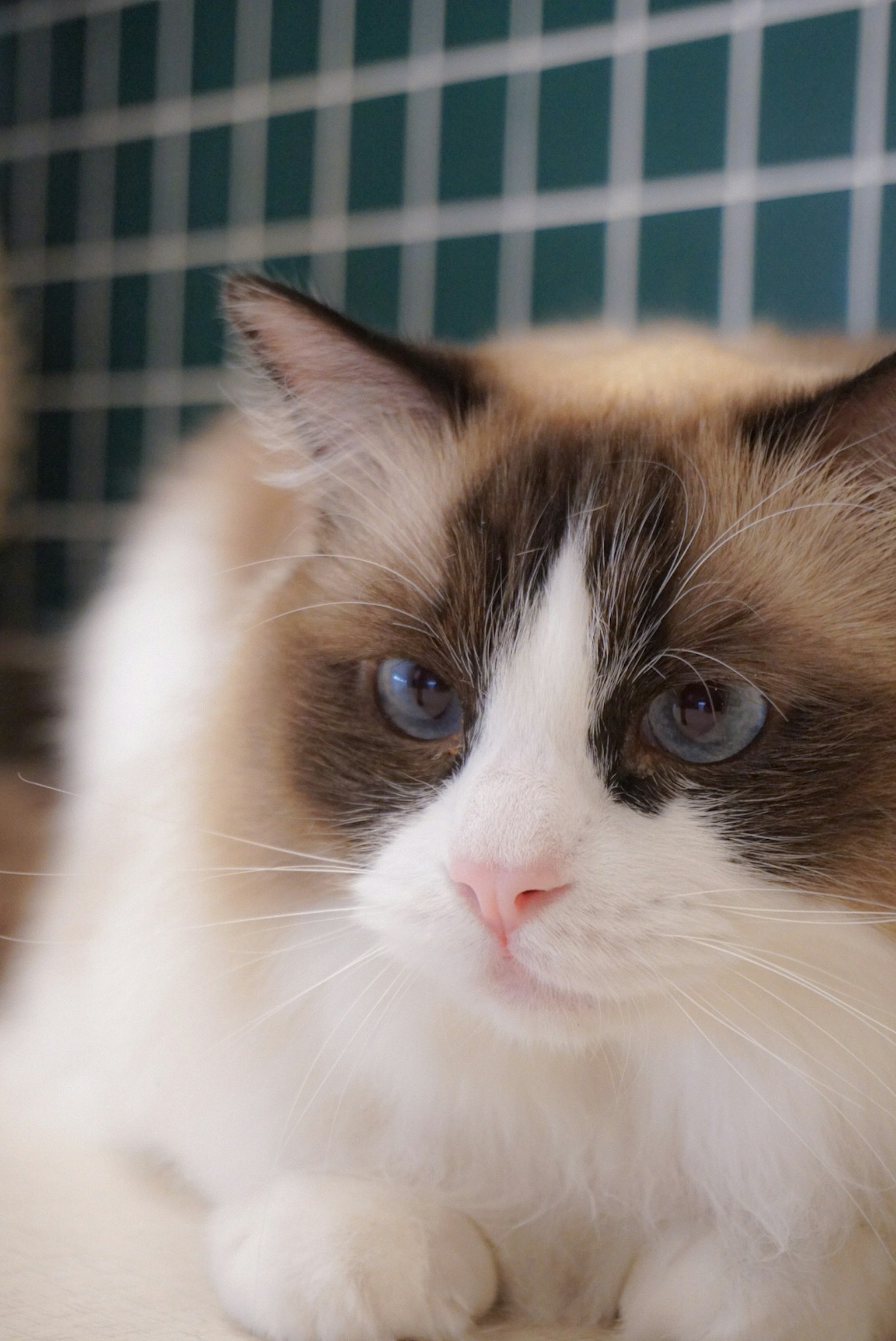 Gros plan d'un beau chat Ragdoll avec une expression calme et des yeux bleus
