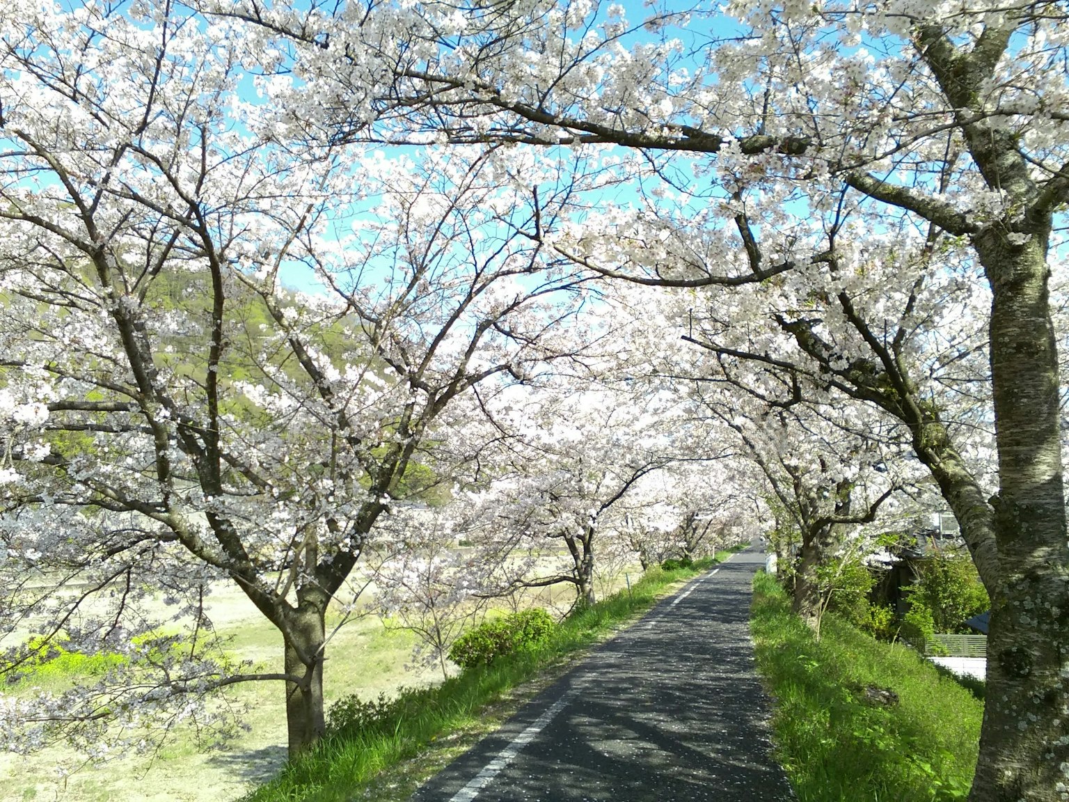 Árboles de cerezo en flor bordeando un camino bajo un cielo azul