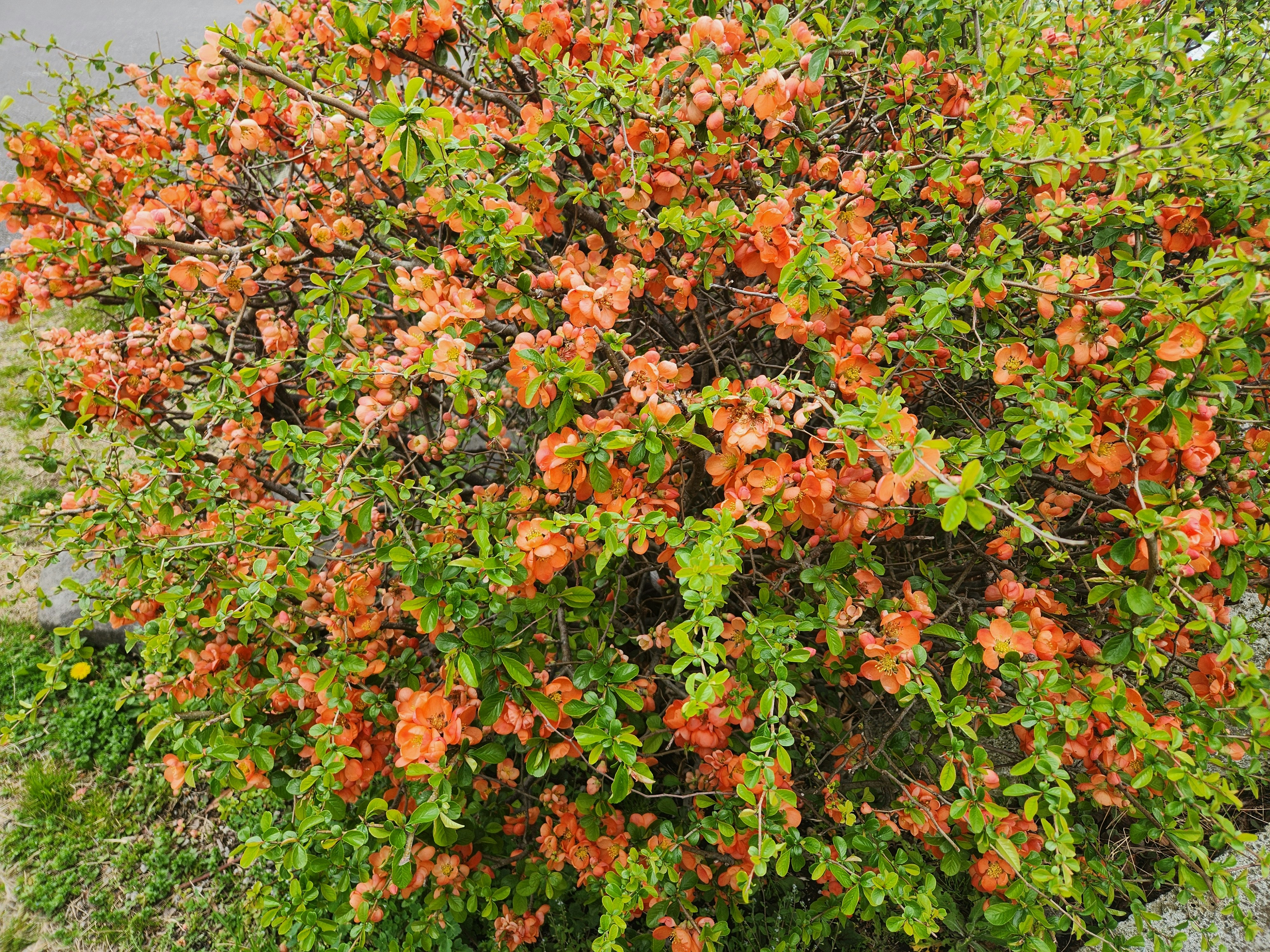 オレンジ色の花が咲く里山のボケの花の木