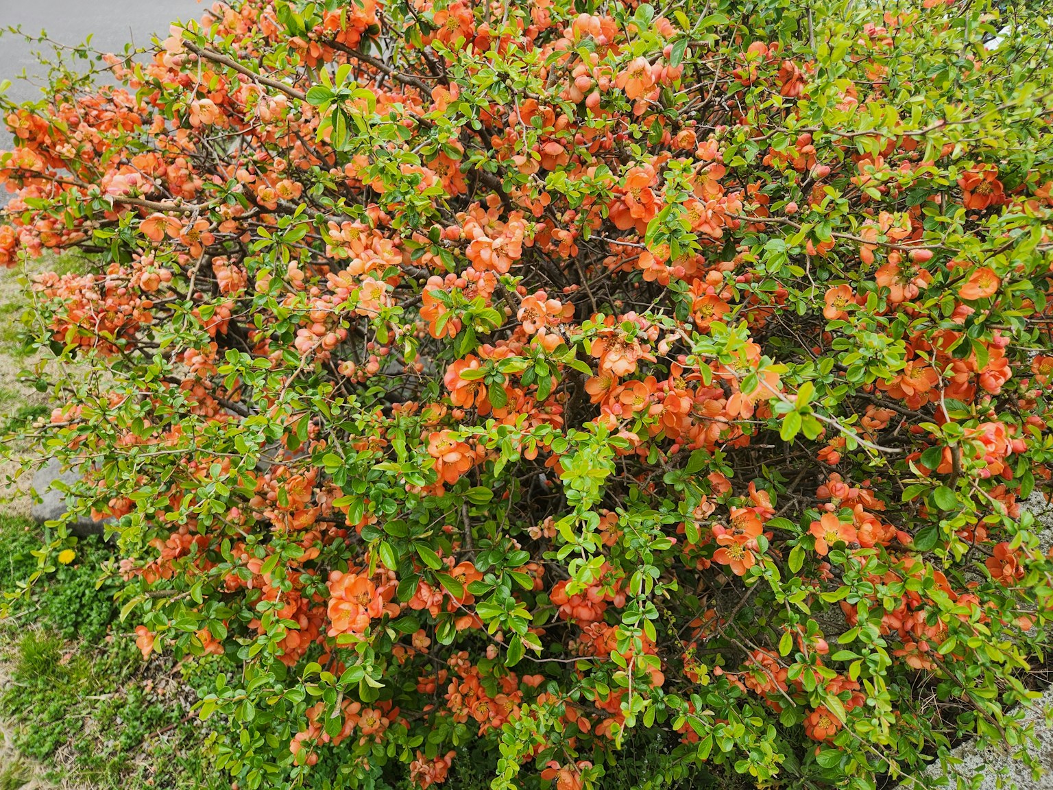 Vollansicht einer grünen Pflanze mit blühenden orangefarbenen Blumen