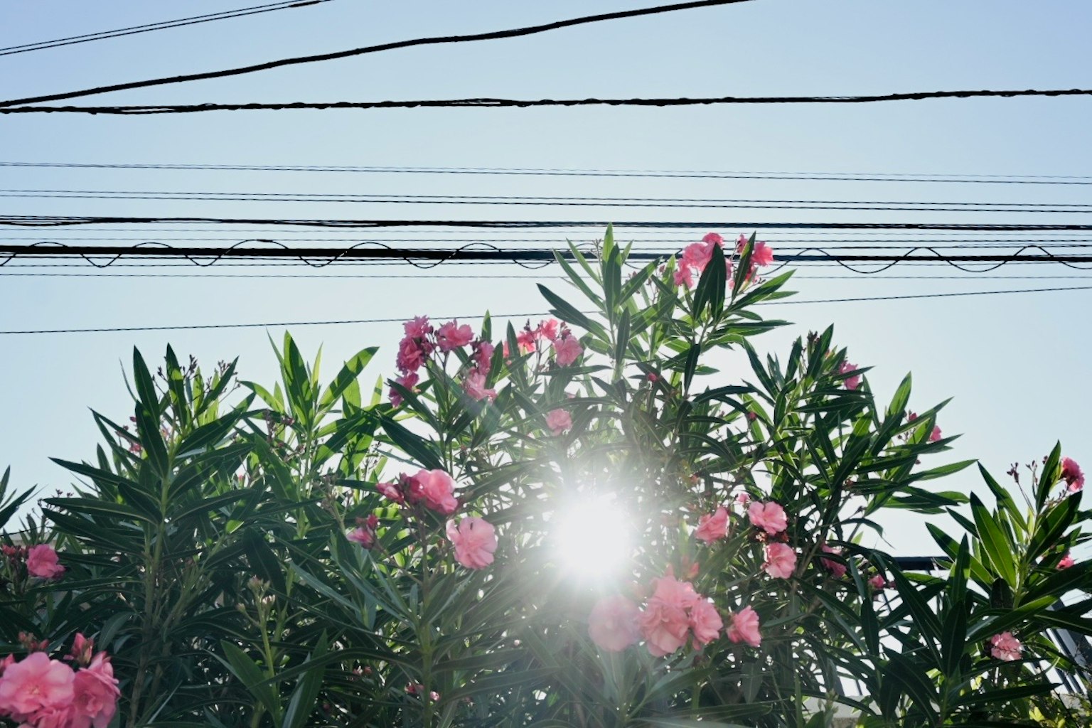 Pink flowers blooming under a clear blue sky with power lines