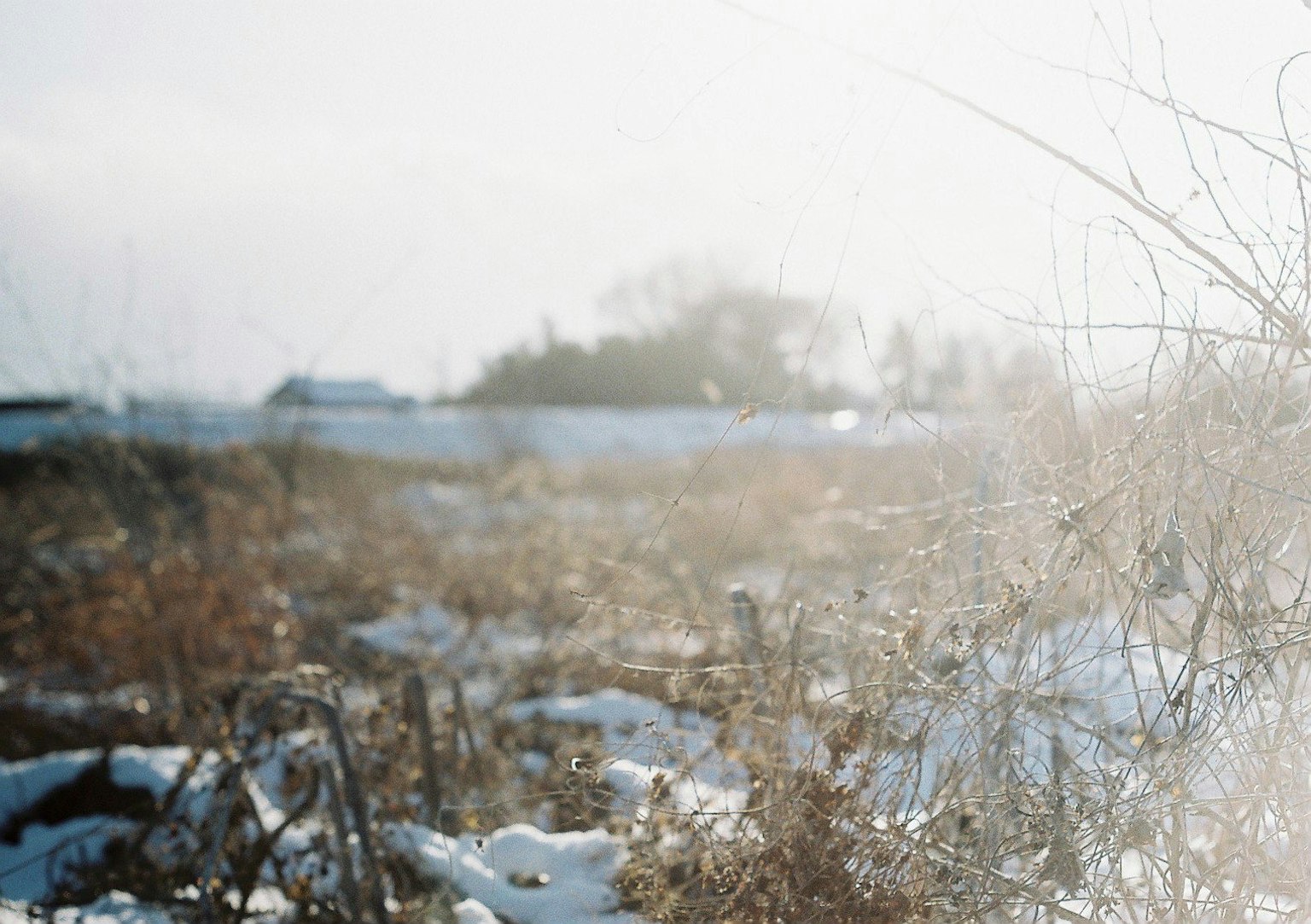 Blurred landscape of a snowy field with distant trees