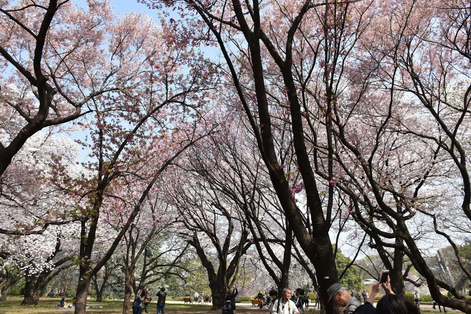 Orang-orang menikmati taman dengan pohon sakura yang mekar